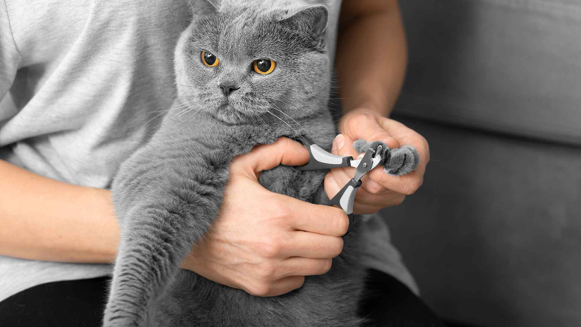 Kedi Bakım Ürünleri: Tarak, Tırnak Makası, Temizlik Malzemeleri