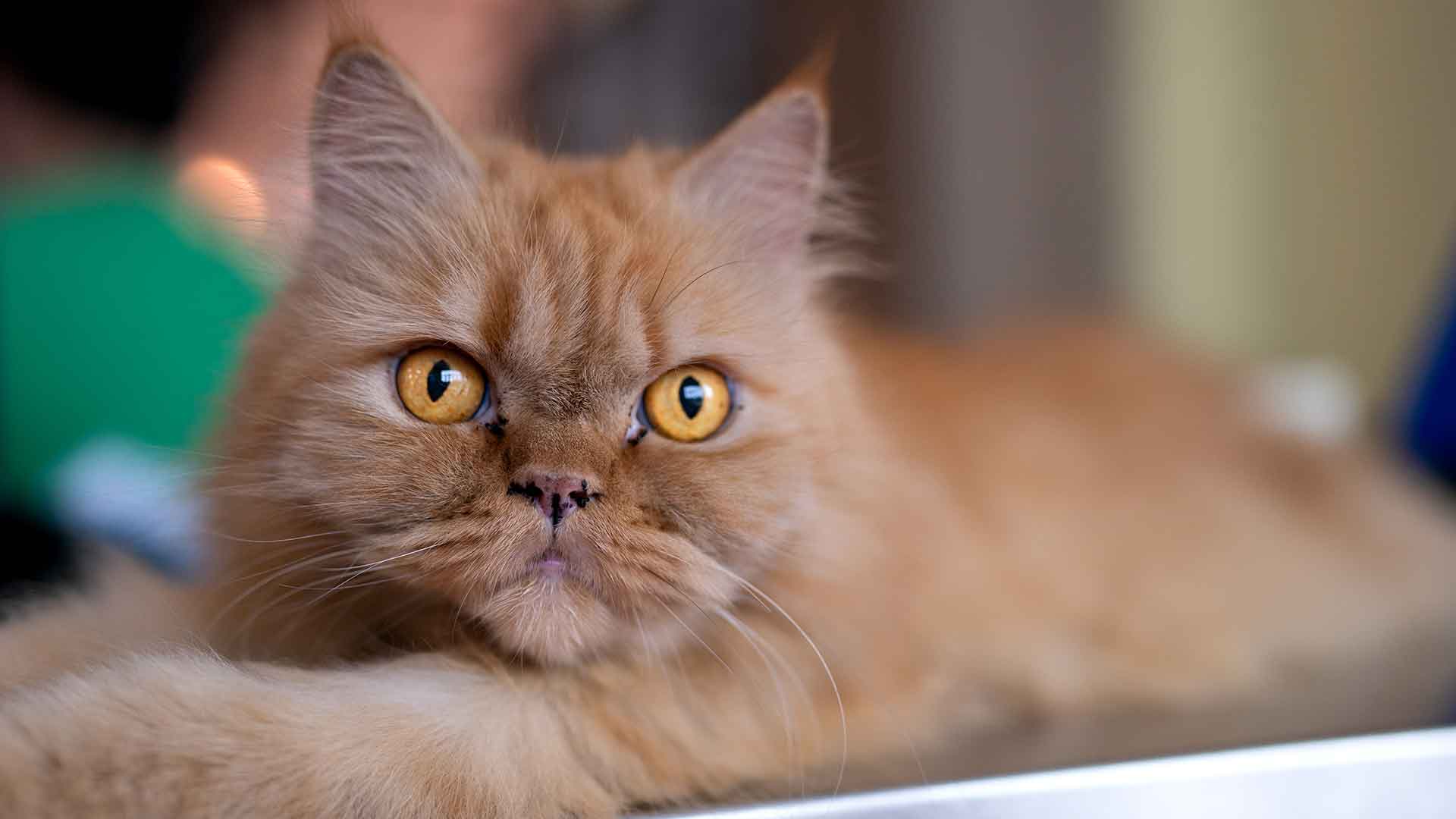 Persian