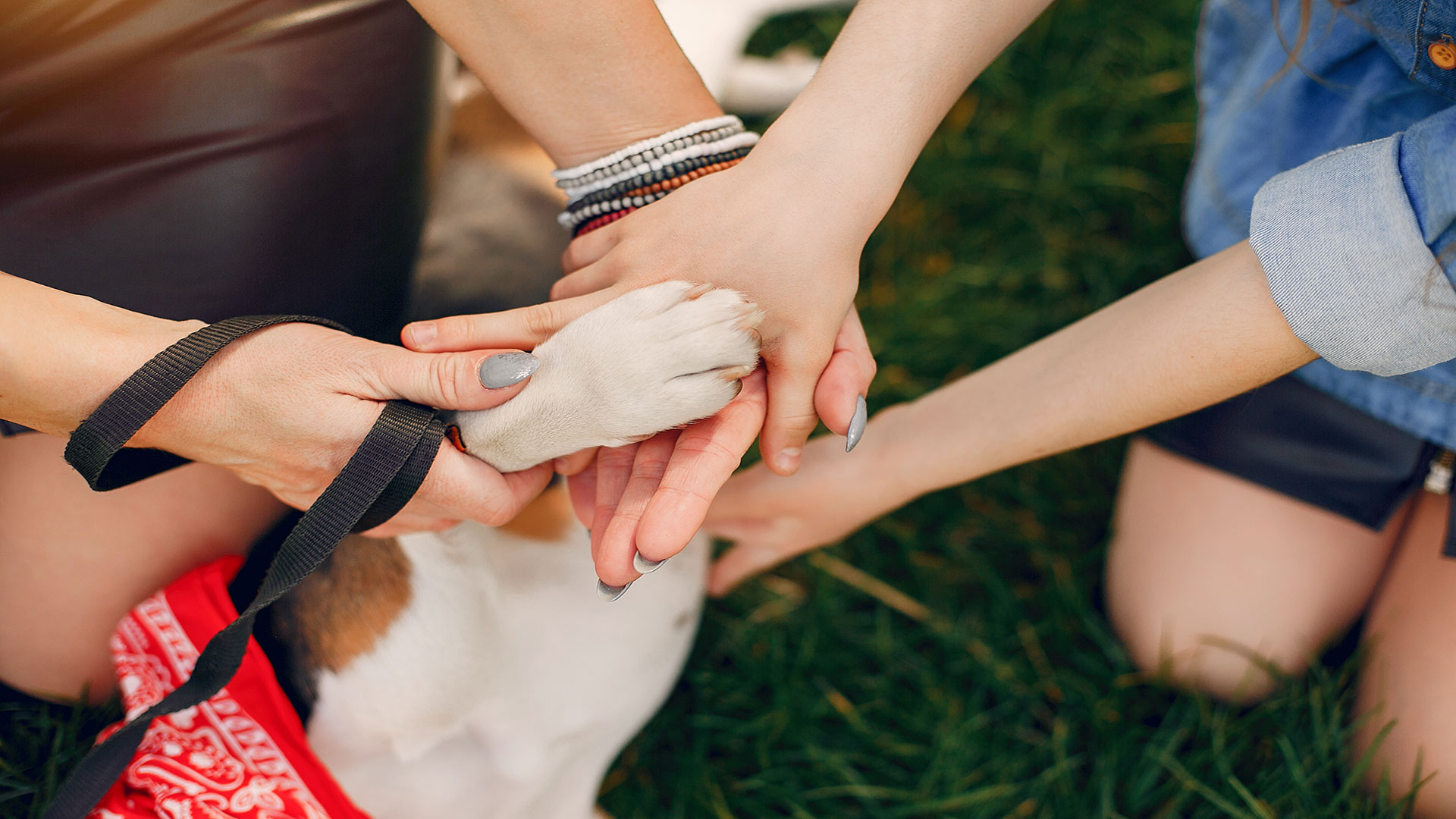 Evde İlk Yardım Rehberi: Köpeğiniz Yaralanırsa Hangi Adımları İzlemelisiniz?