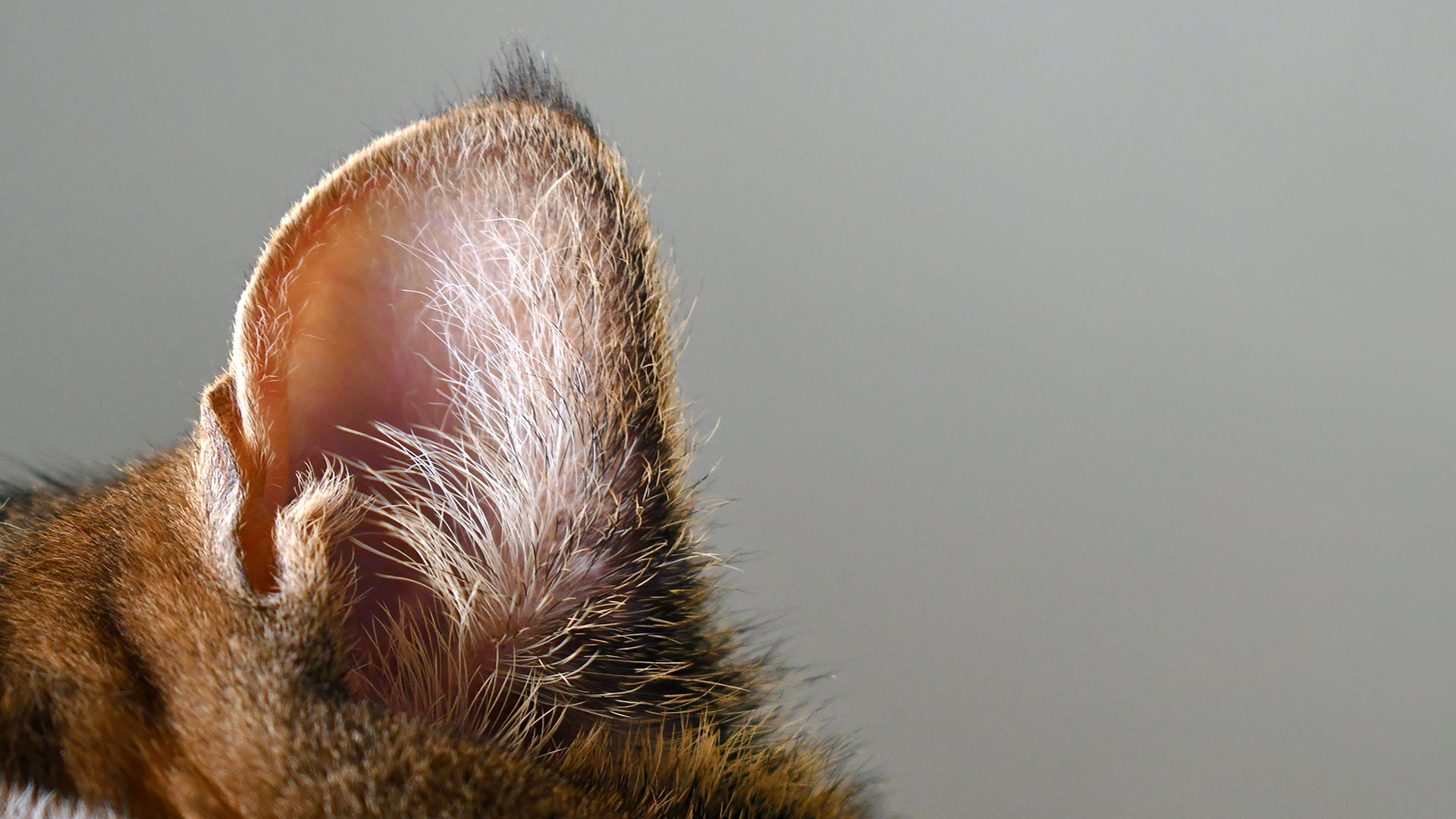 Kedilerde Kulak Akarı (Ear Mite) Sorunu: Belirtiler, Teşhis ve Tedavi Süreci