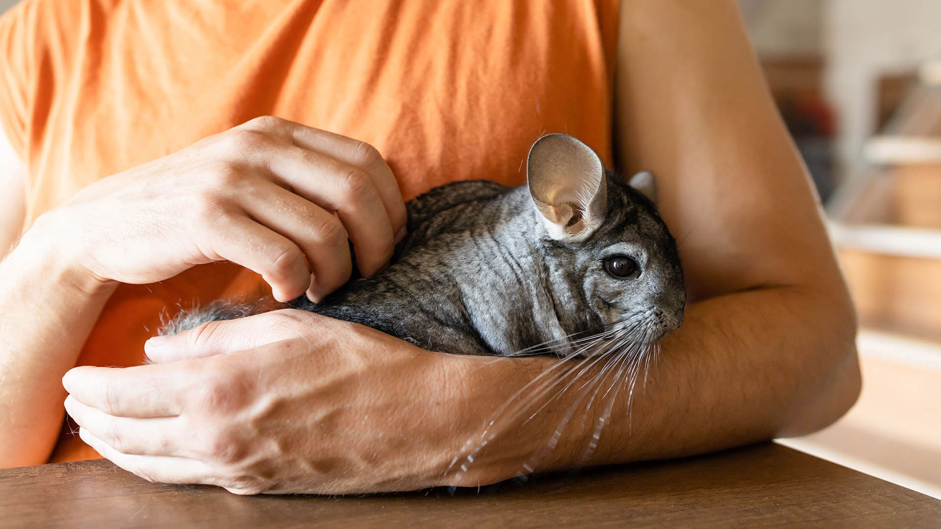 Chinchilla Bakımı 101: Tüy Topunuzun Mutluluğu İçin Altın Kurallar