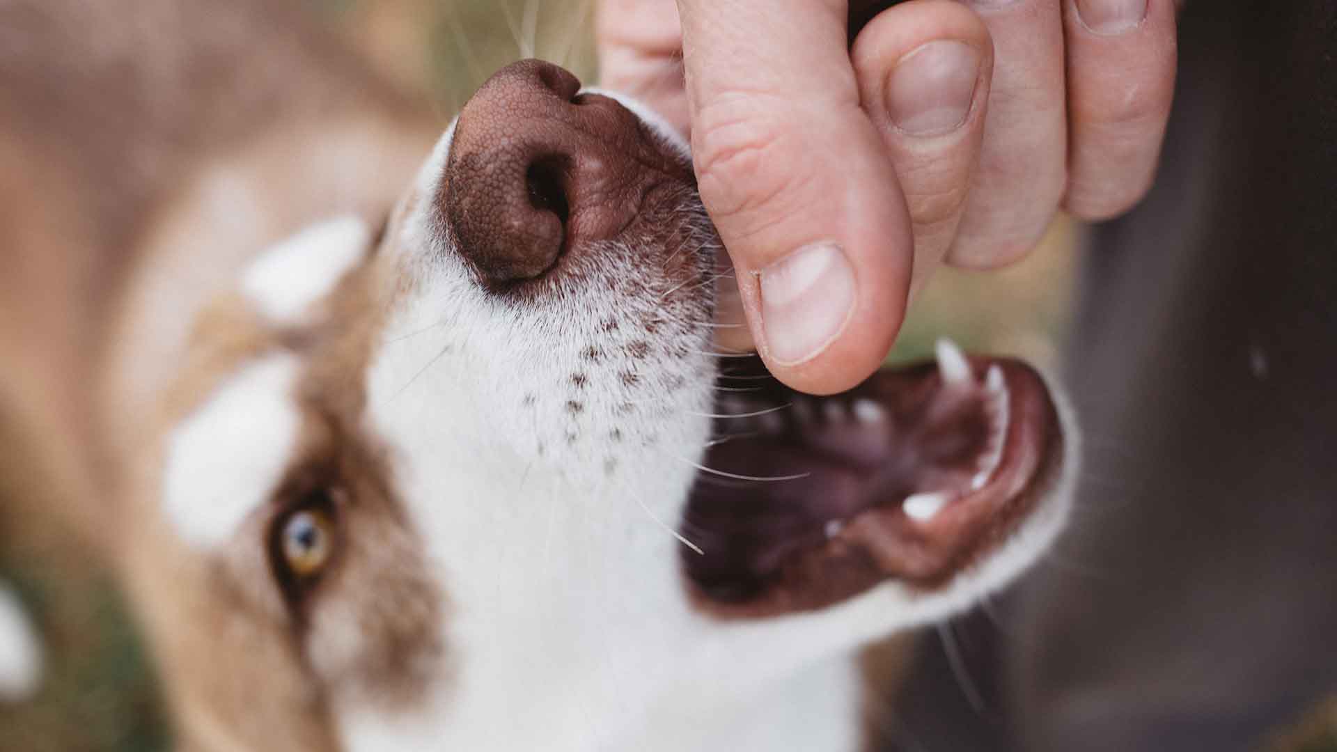 Köpeğinizin Isırma Alışkanlığına Karşı Ne Yapmalısınız?