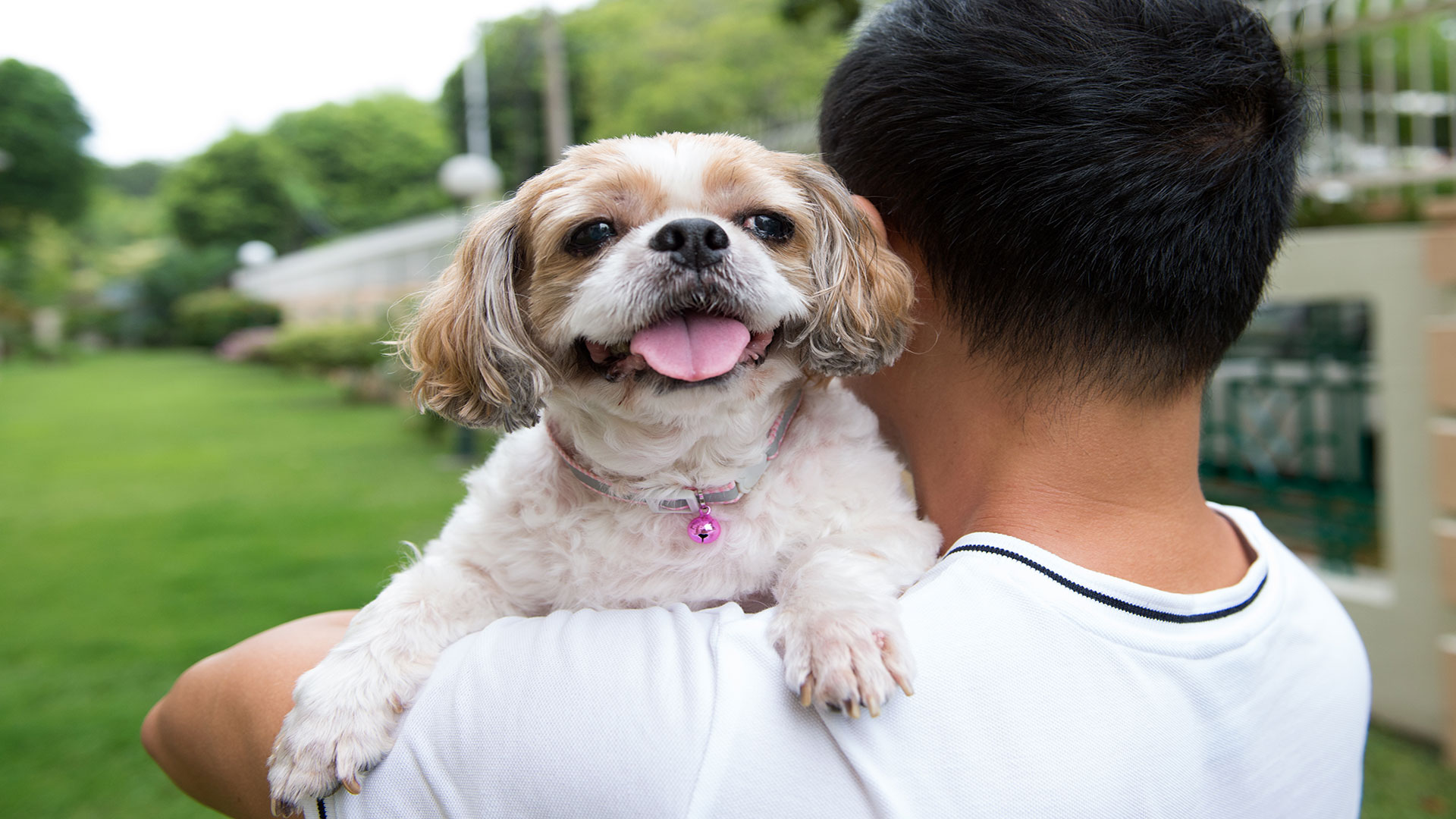 Köpeğinizle İlk Gün Evde Neler Olmalı? Yavrular İçin Başlangıç Rehberi