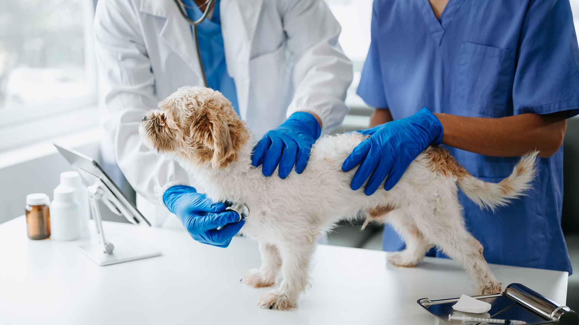 Köpeklerde Parazitlerden Korunma: İç ve Dış Parazit Tedavisi