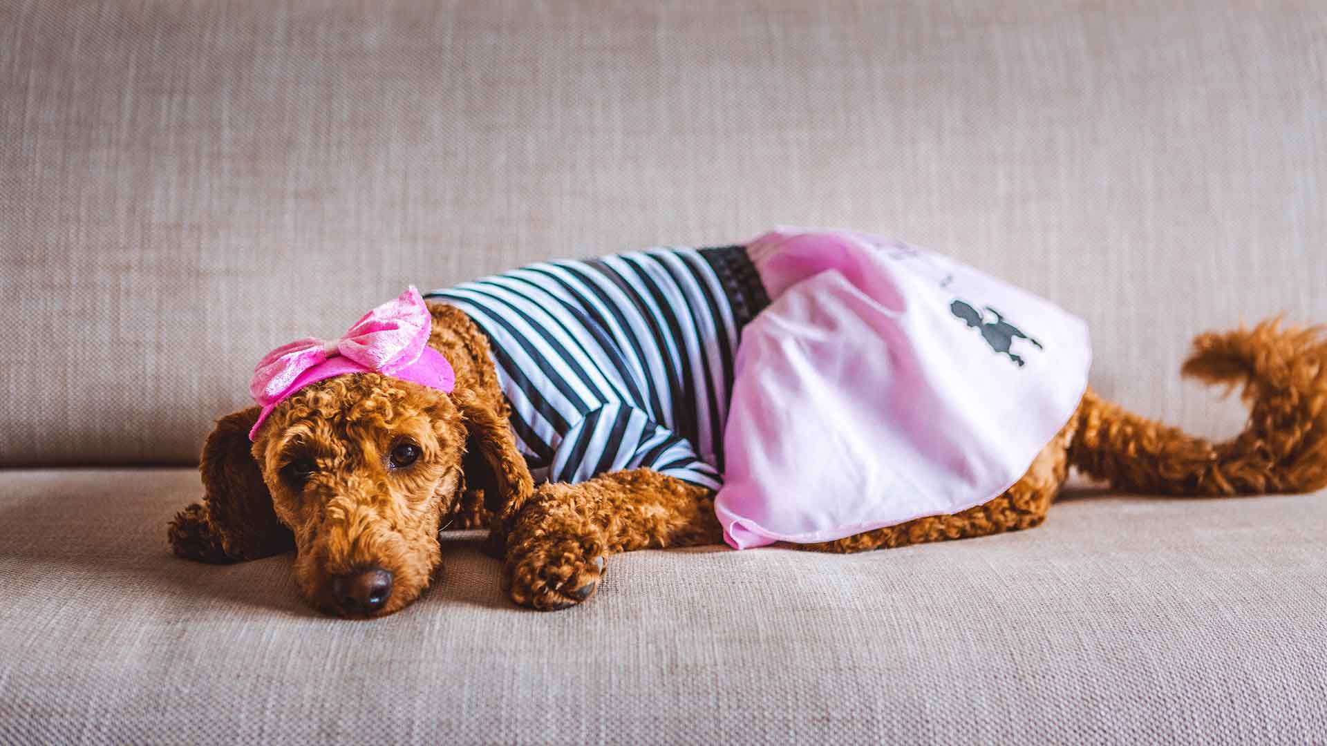 Köpekler İçin Giyilebilir Ekipmanlar: Yağmurluk, Patik ve Giysi Seçimi