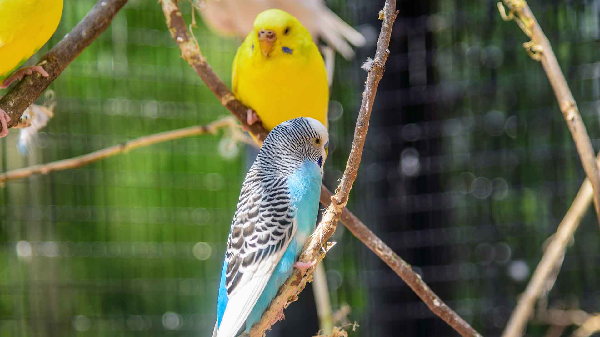 Muhabbet Kuşları İçin Doğal Tünekler ve Avantajları