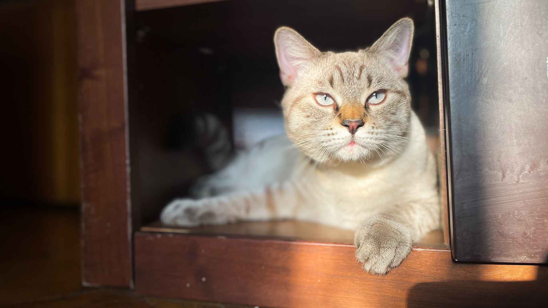 Evde Kedi İçin Güvenli Alan Nasıl Oluşturulur?
