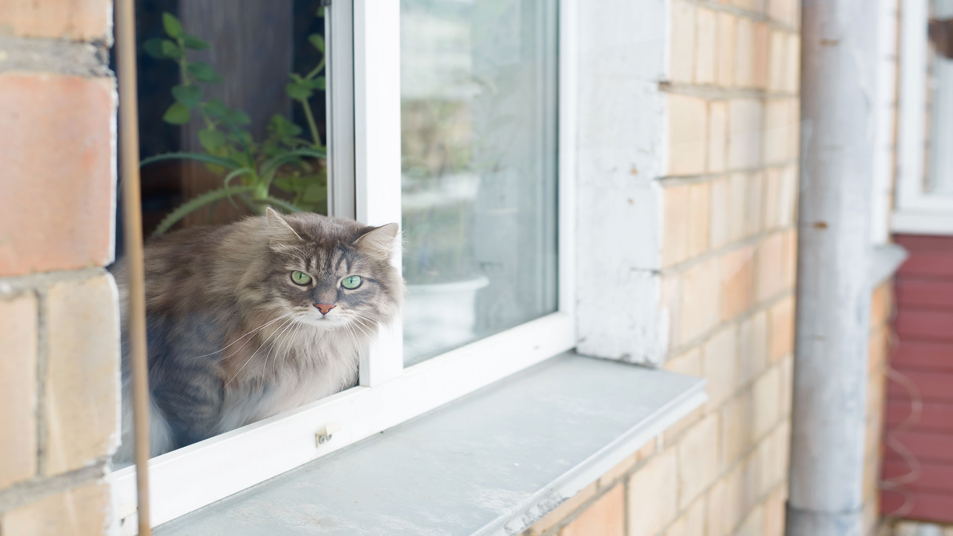 Balkon ve Pencerelerde Kedi Güvenliği: Yazın Artan Tehlikelere Karşı Önlem Alın!