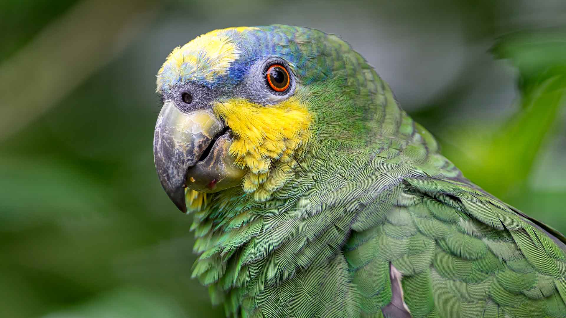 Amazon Papağanı / Amazon Parrot