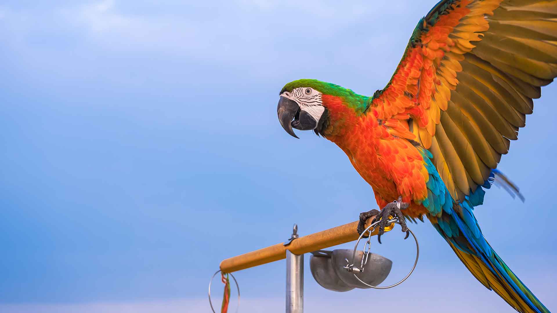 Macaw (Ara Papağanı) / Macaw