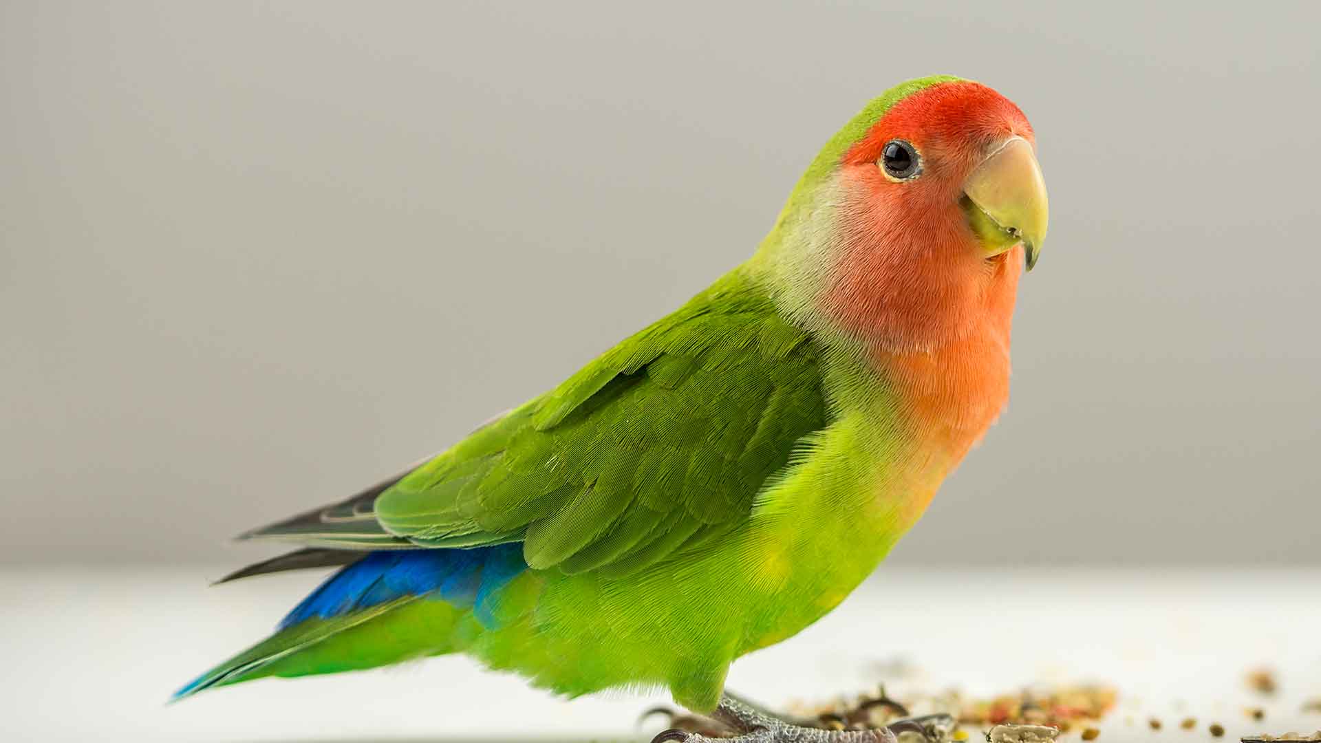 Cennet Papağanı / Lovebird