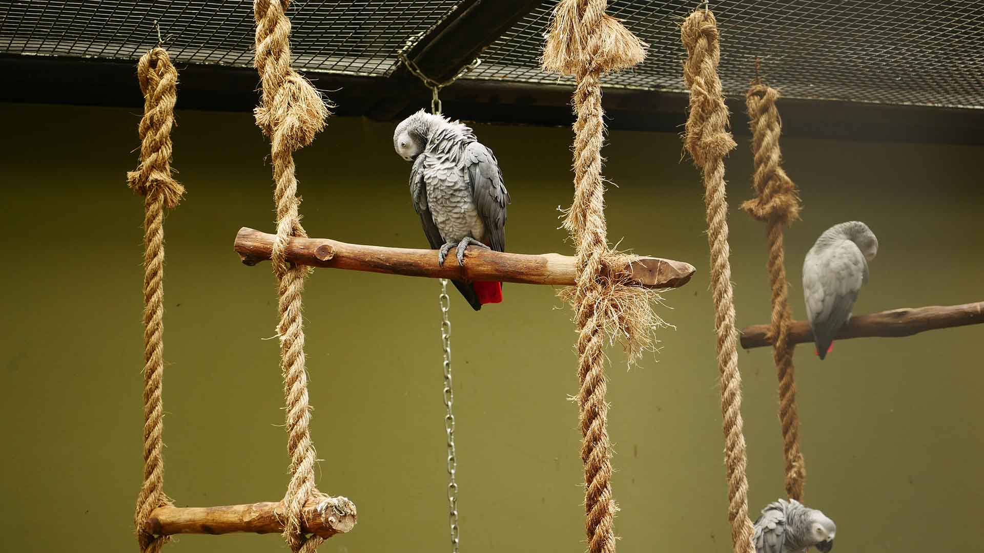 Papağanlar İçin Tünek Seçimi: Ahşap mı, Plastik mi?