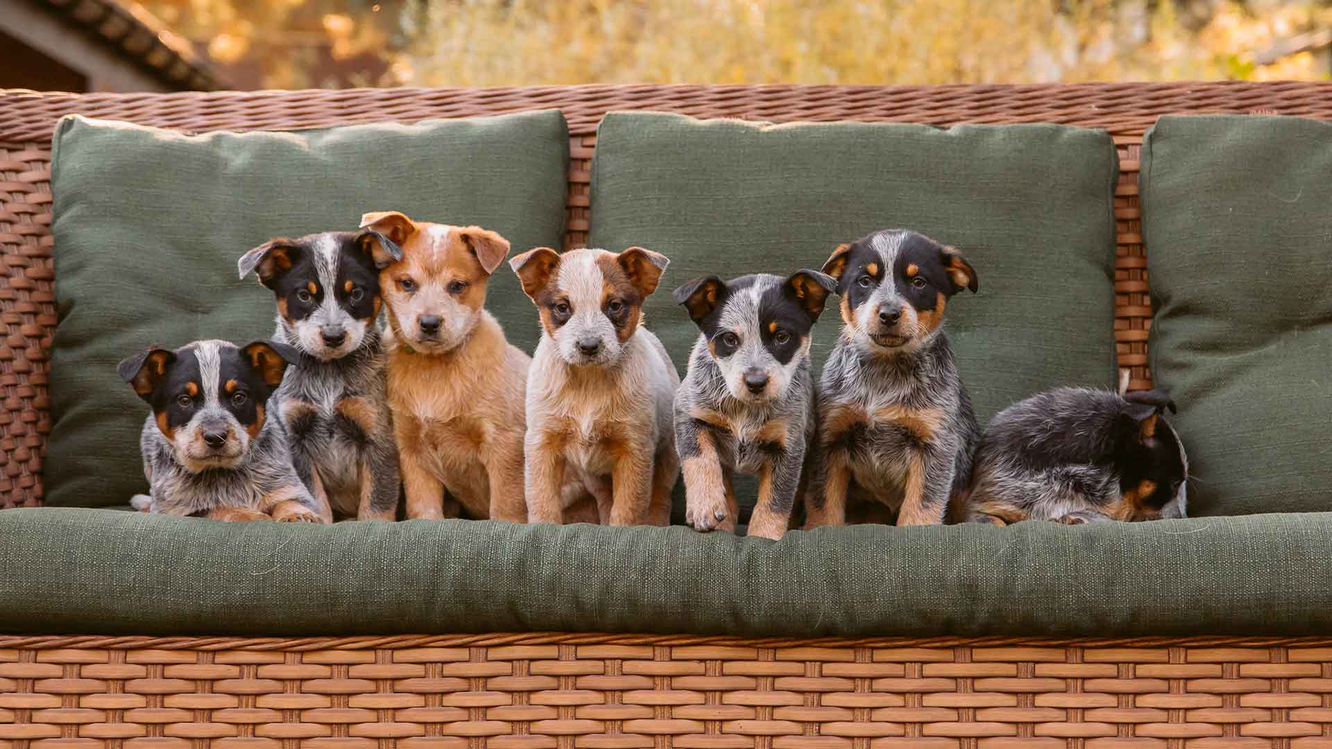 Yavru Köpeklerde Sosyalleşme: Ne Zaman ve Nasıl Başlanmalı?