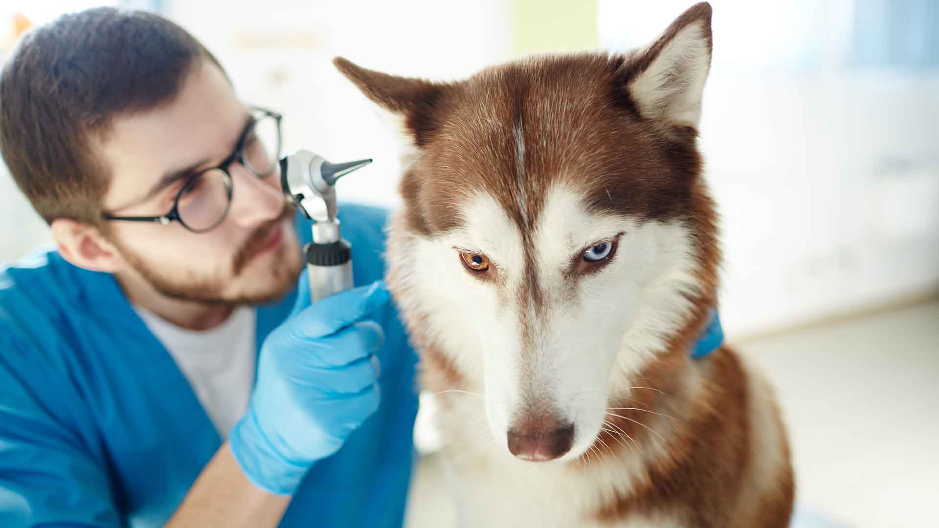 Veteriner Kontrolleri Ne Sıklıkta Yapılmalı? Rutin Muayene Rehberi