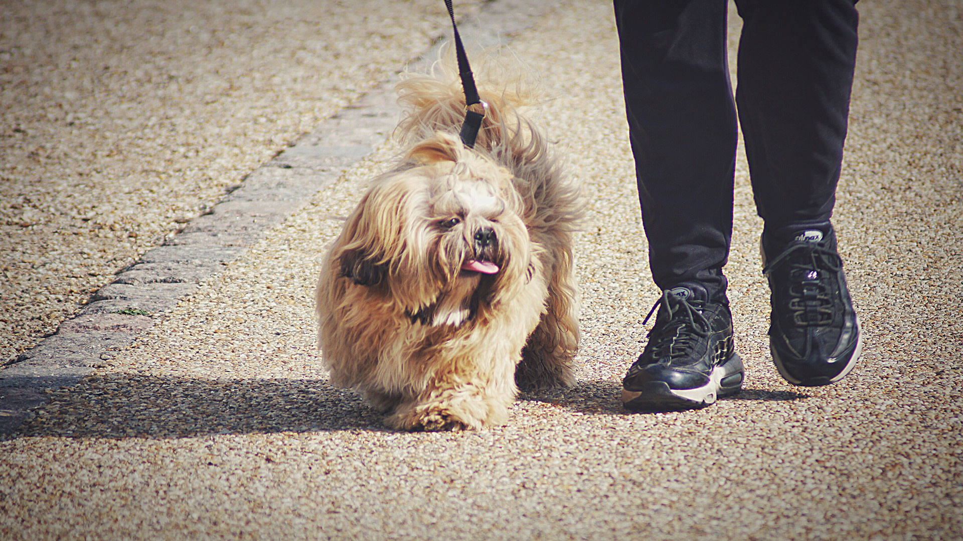 Yaz Sıcaklarında Köpek Patileri Nasıl Korunur? Asfalt ve Kum Yanıkları İçin Etkili Çözümler