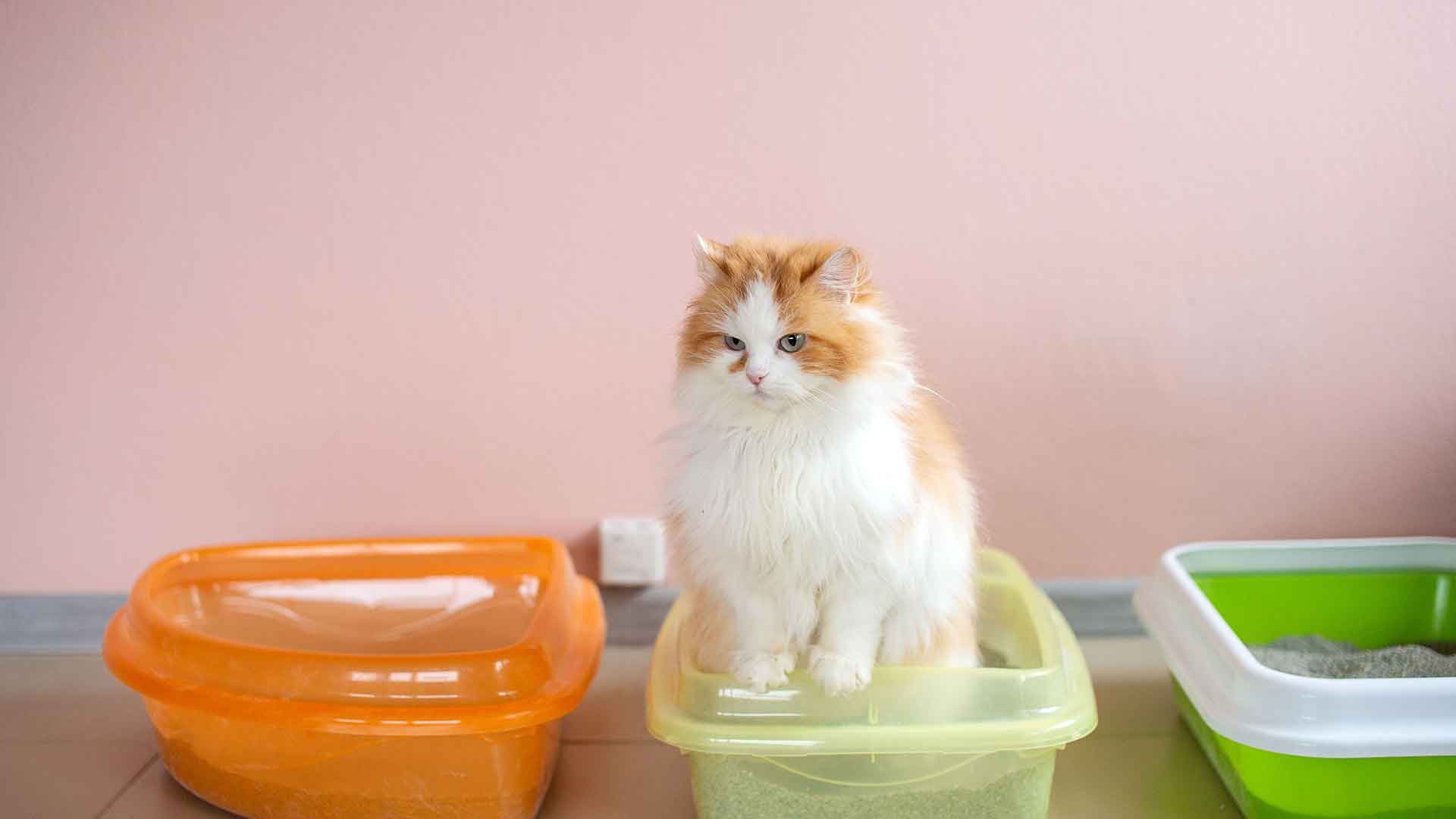 Kediniz İçin En Uygun Kedi Tuvaleti Nasıl Seçilir?