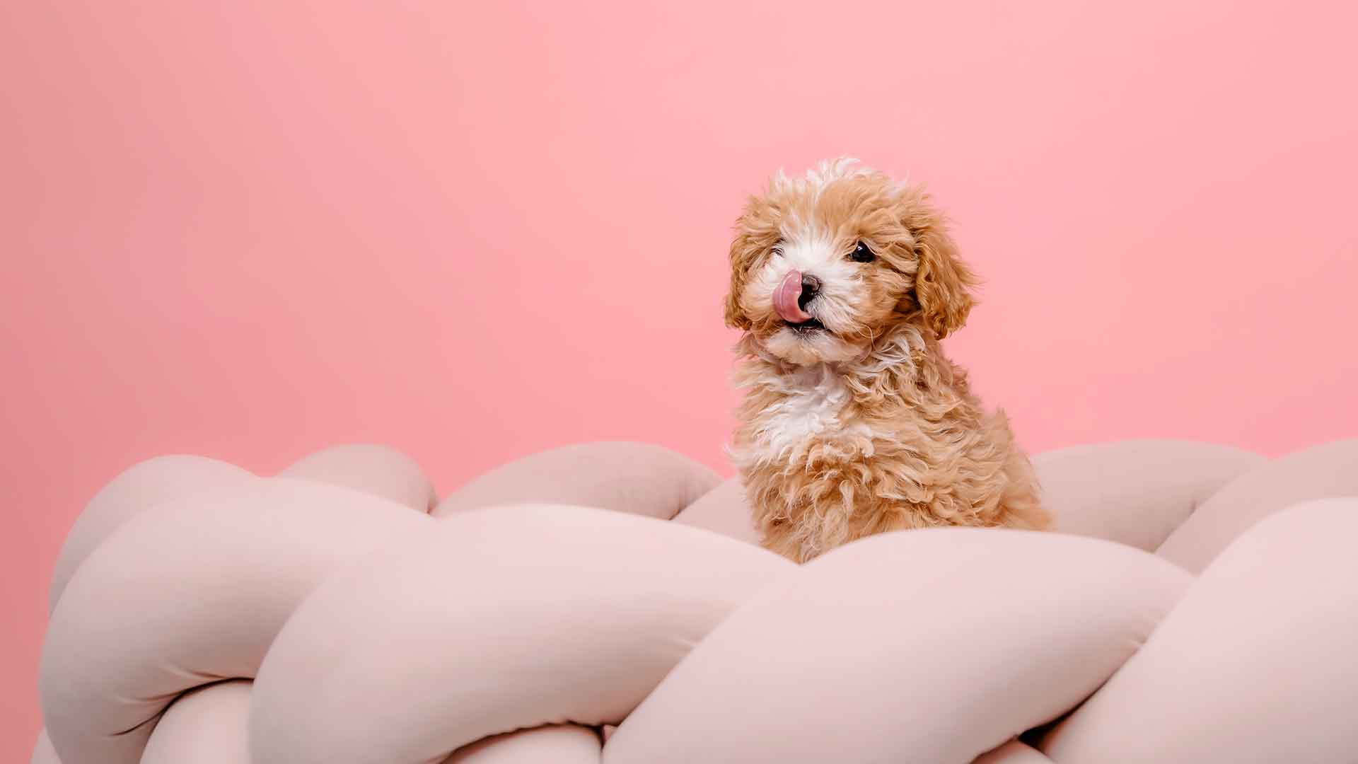 Köpek Yatağı Seçim Rehberi: Irka, Yaşa ve Mevsime Göre Doğru Seçim Nasıl Yapılır?