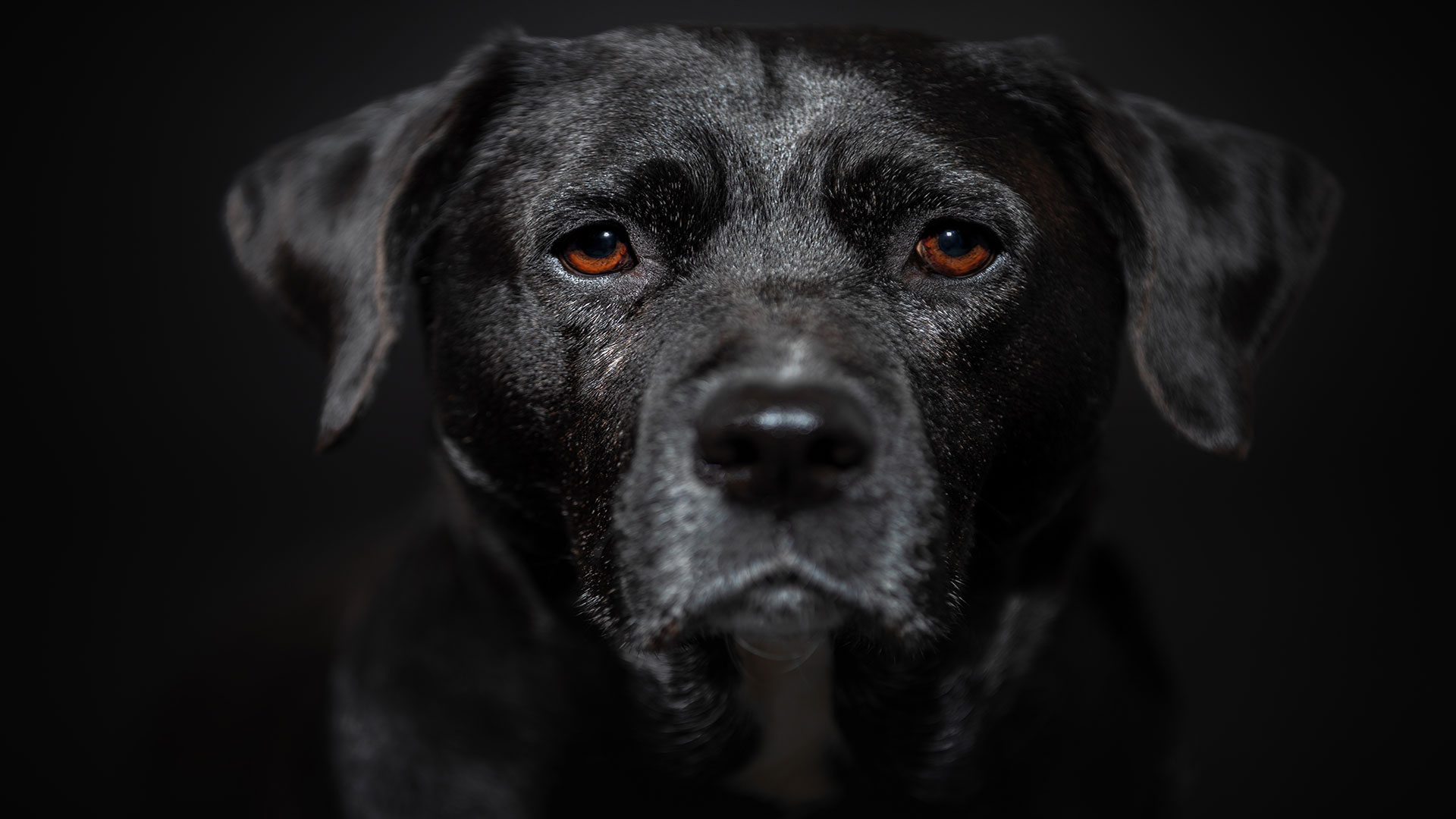 Köpeklerde Göz Akıntısı ve Kızarıklık: Neden Olur, Nasıl Temizlenir?