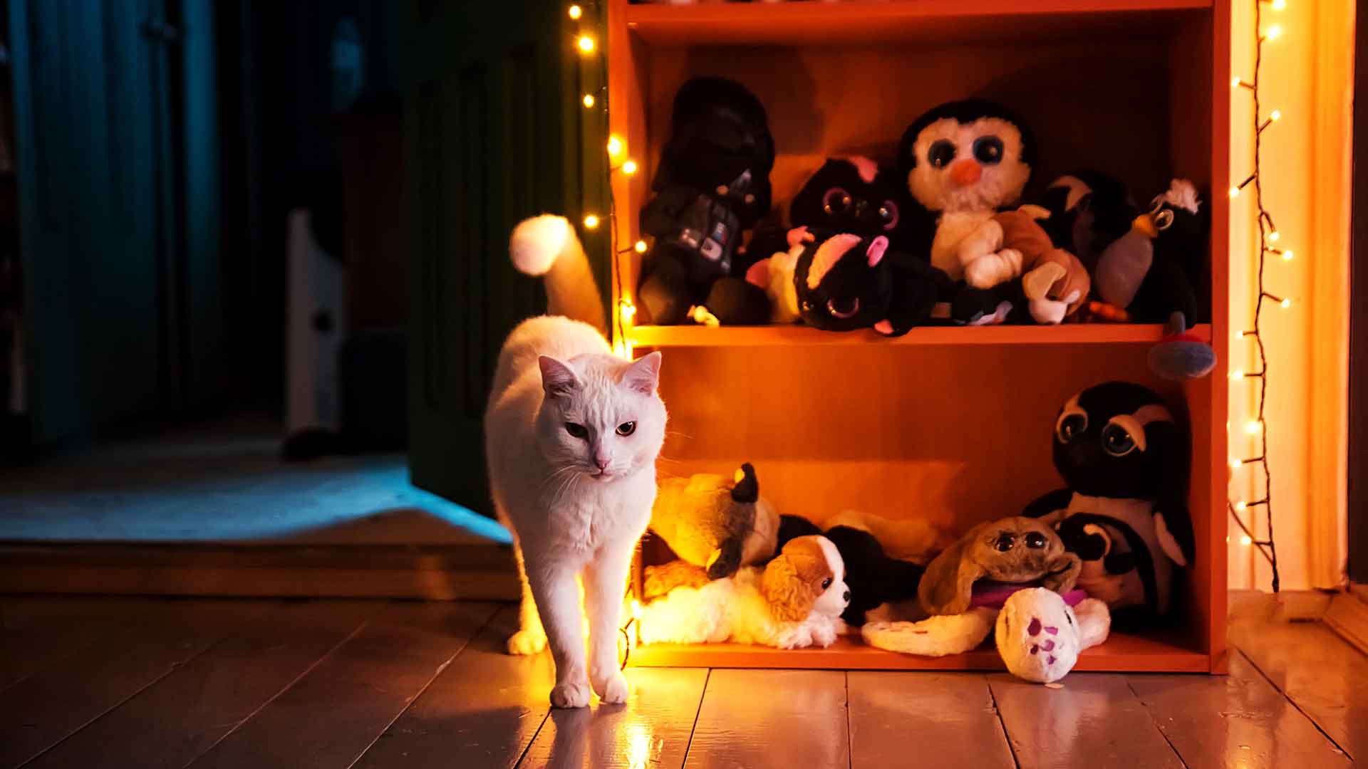 Kedilerde Gece Aktifliği: Gece Koşuşturmasının Nedenleri ve Çözümü