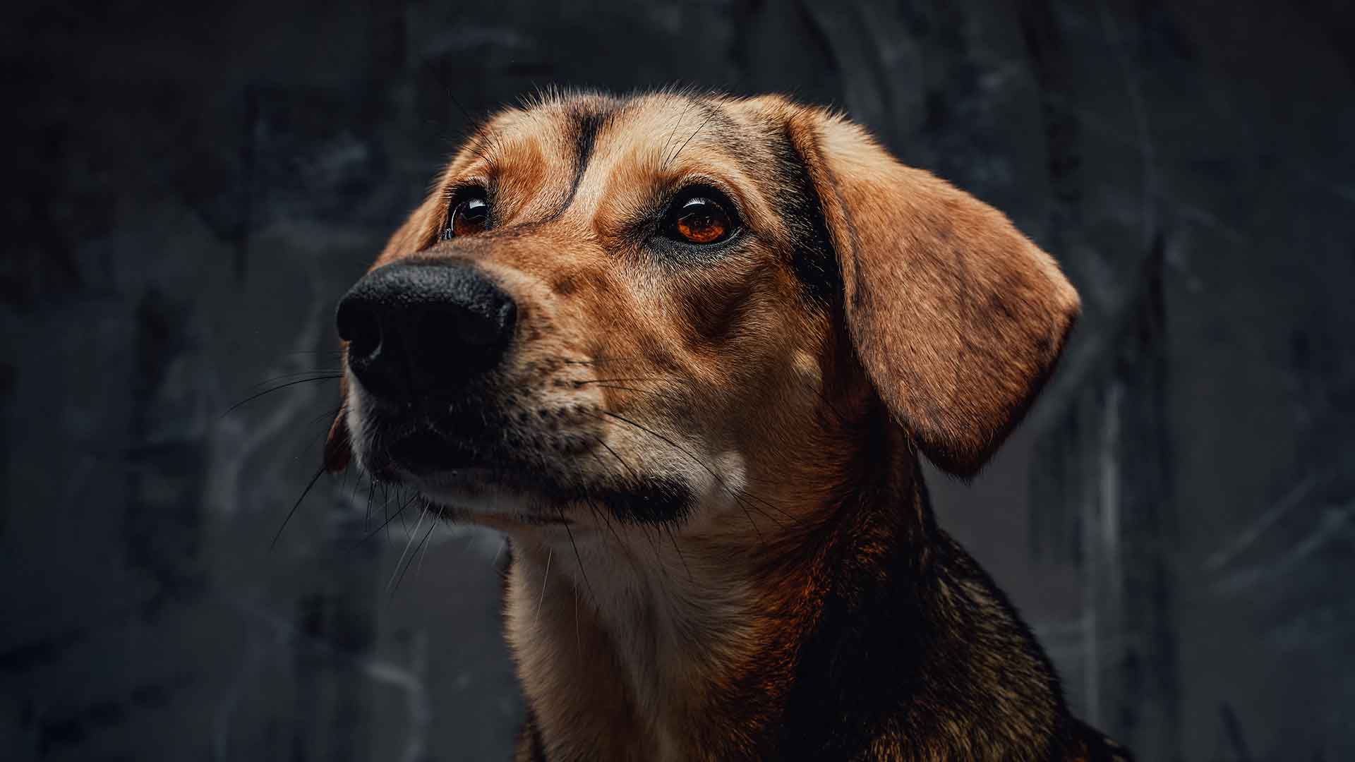 Köpeklerde Korkular ve Fobiler: Gürültü, Veteriner, Yabancılar
