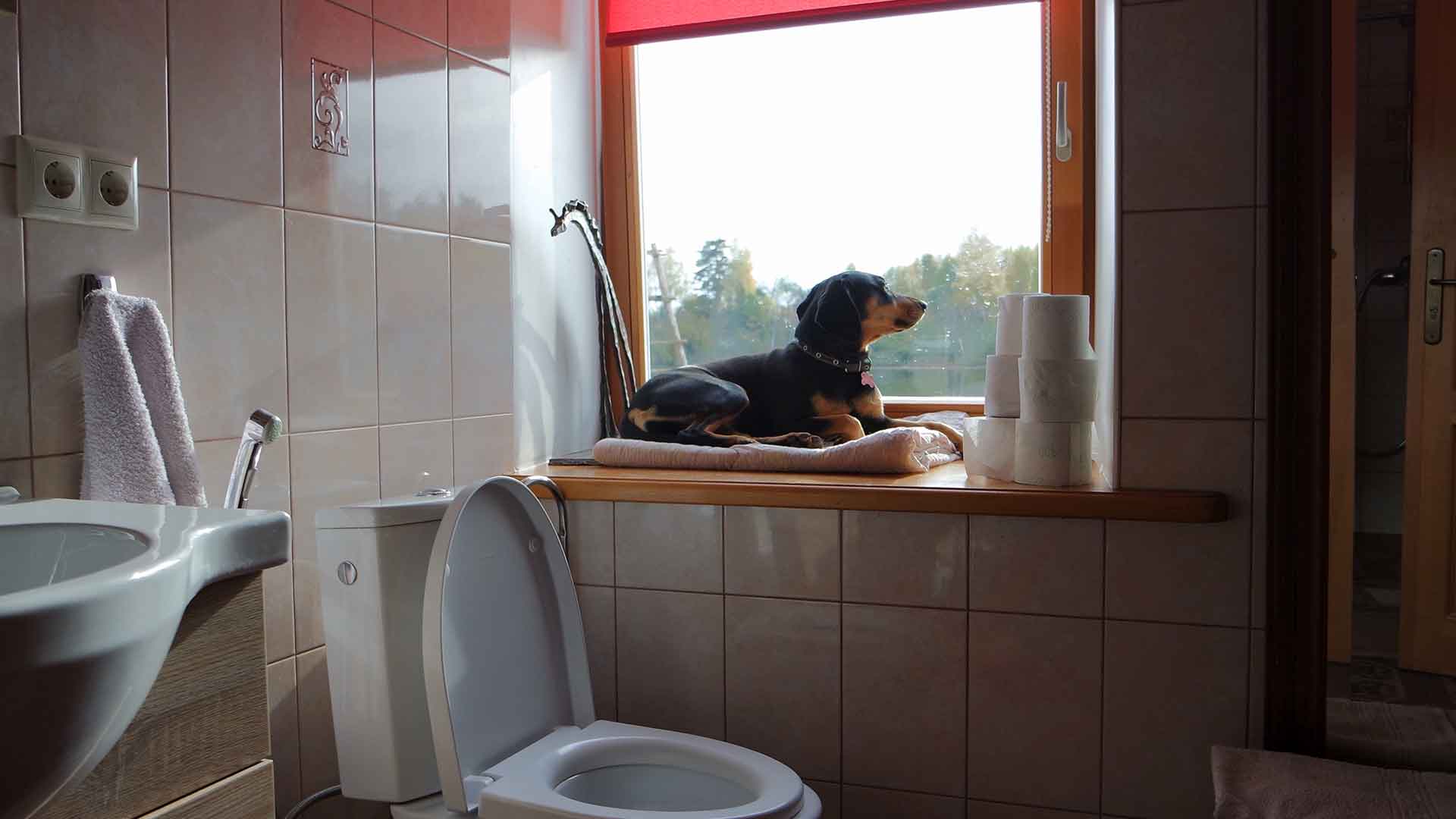Köpek Tuvalet Alanı Nasıl Belirlenir ve Alıştırılır?