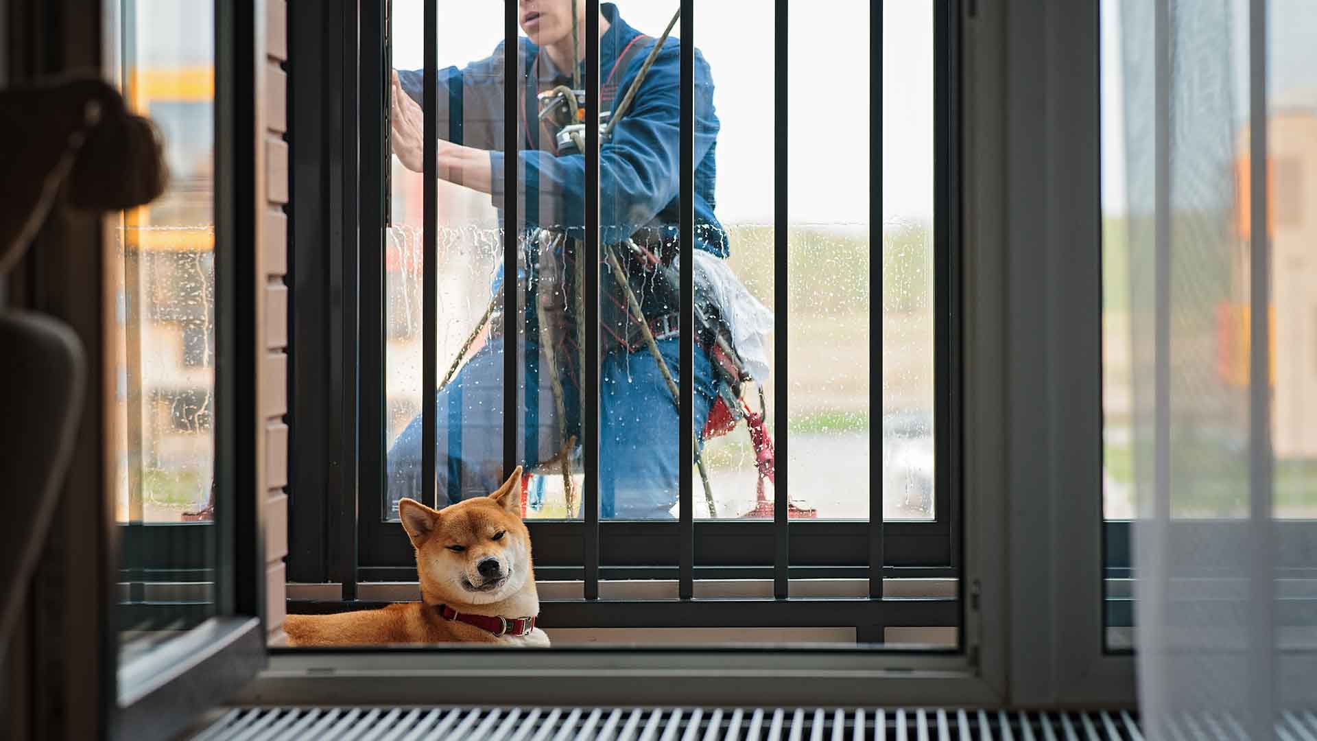Evde Köpek Güvenliği İçin Almanız Gereken 10 Basit Önlem: Kablo, Kapı, Zemin ve Daha Fazlası