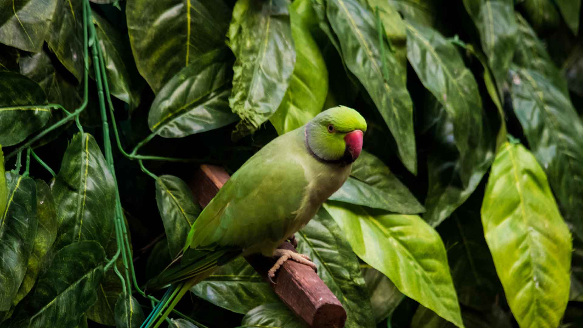 Küçük Alexander / Indian Ringneck Parakeet