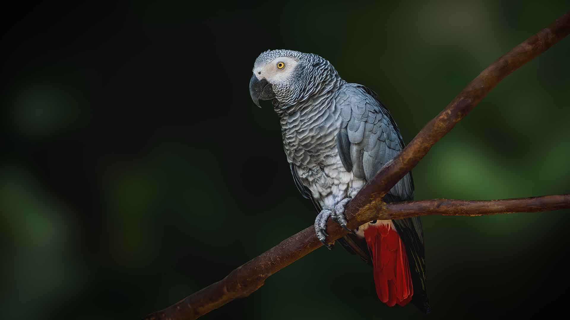 Jako Papağanı / African Grey Parrot