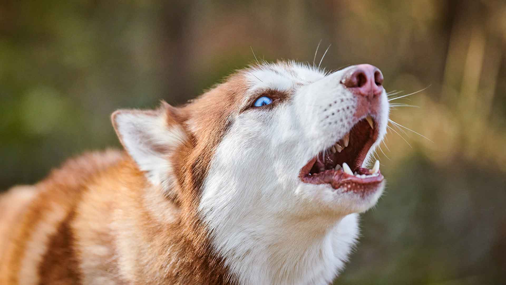 Köpeklerde Havlama Sorunu: Nedenleri ve Çözüm Yolları
