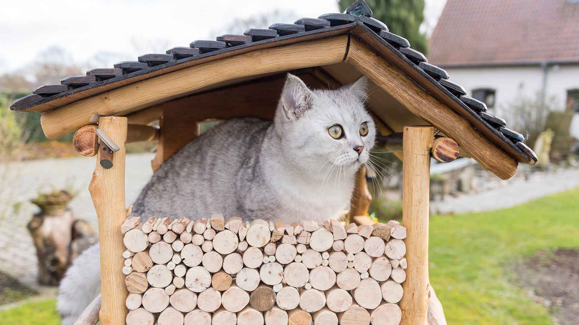 Kediniz İçin Kendi Oyuncağınızı Yapın: Pratik DIY Fikirleri