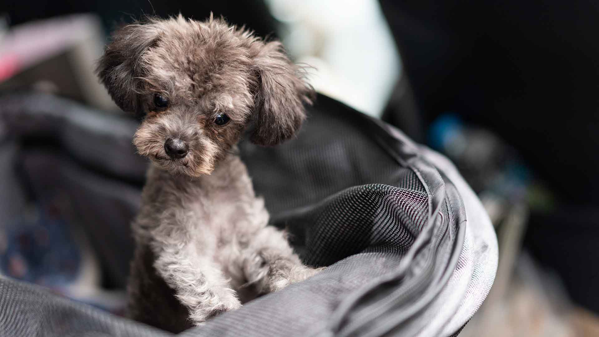 Köpek Taşıma Çantaları ve Kafesler: Hangi Durumda Hangisi Tercih Edilmeli?