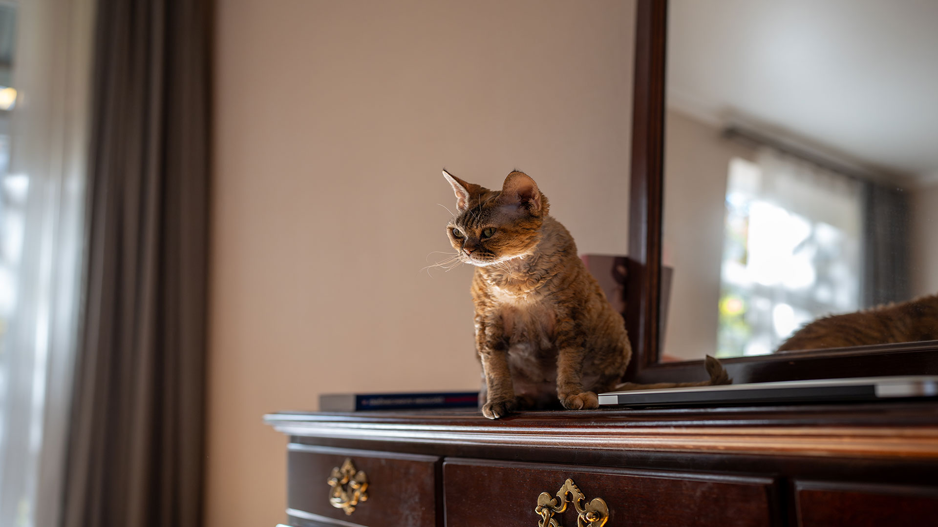Kedinize İsmiyle Seslenince Gelmiyor mu? Kedi Çağırma Eğitiminin Püf Noktaları