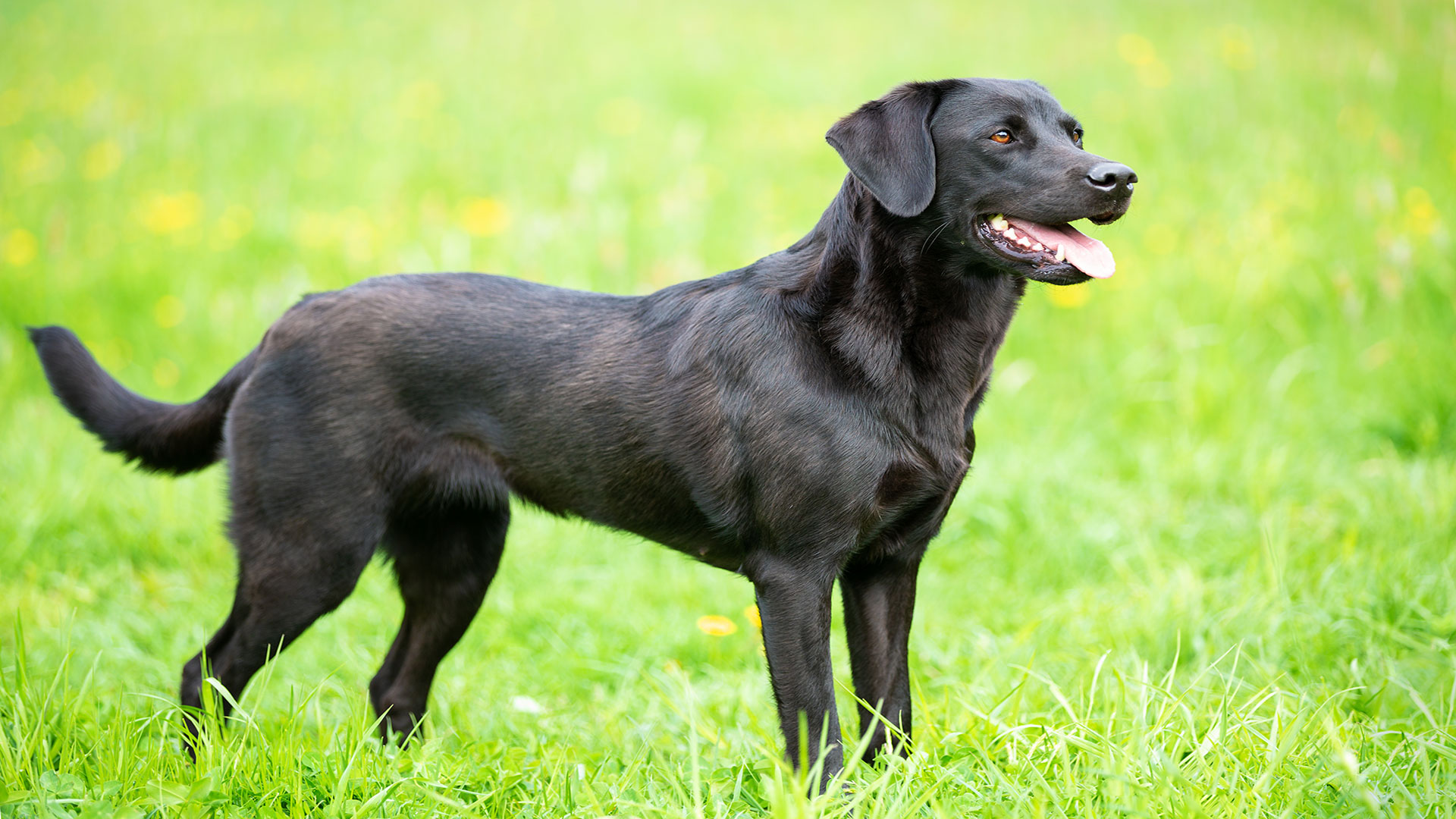 Labrador Retriever: Aile Yaşamına Uyumlu Bu Sadık Irk İçin Bakım Stratejileri