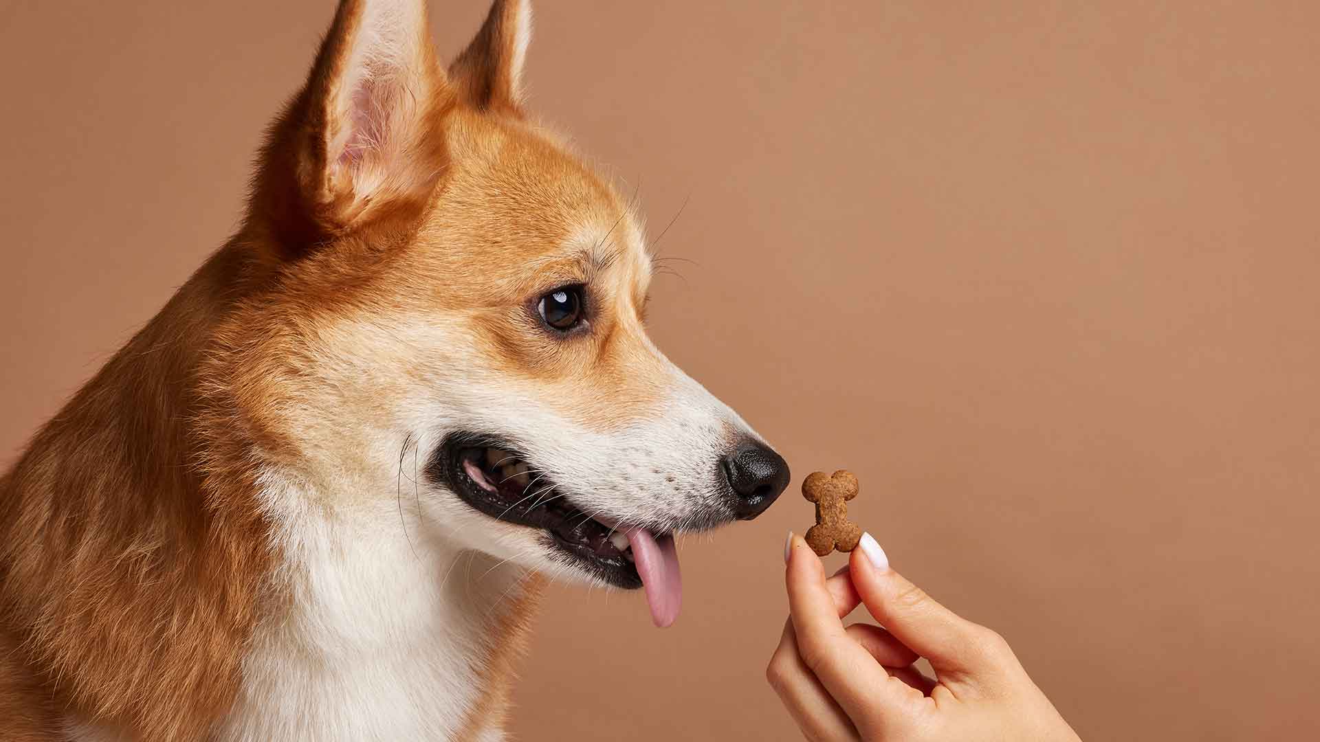 Pozitif Pekiştirme ile Köpek Eğitimi: Ceza Yerine Ödül