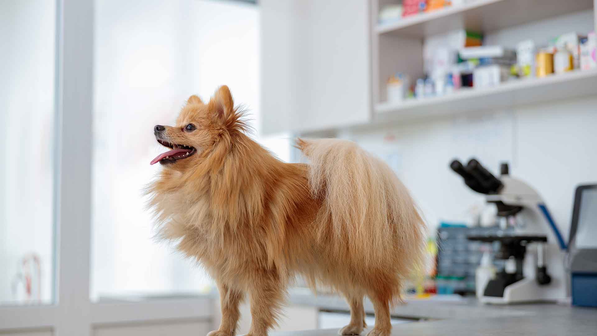 Ev Kurallarını Köpeğinize Nasıl Öğretirsiniz?