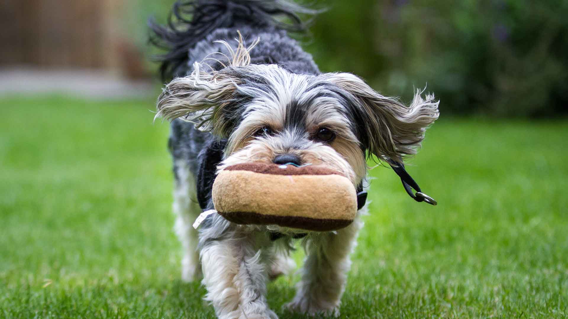Köpekler İçin Oyuncak Seçimi: Zeka Geliştirici ve Güvenli Oyuncaklar