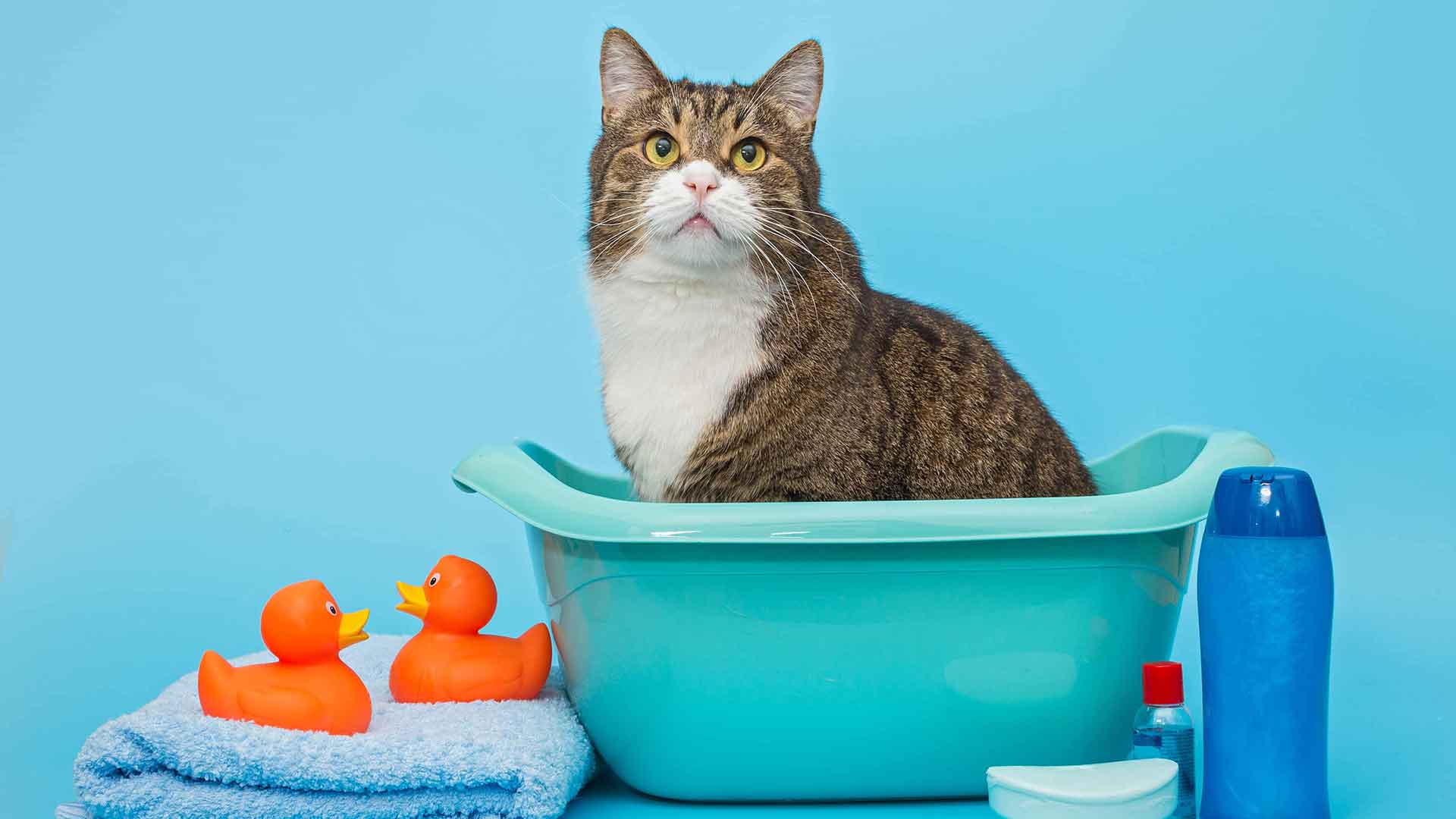 Evde Kedi Banyosu: Gerekli mi, Nasıl Yapılmalı?