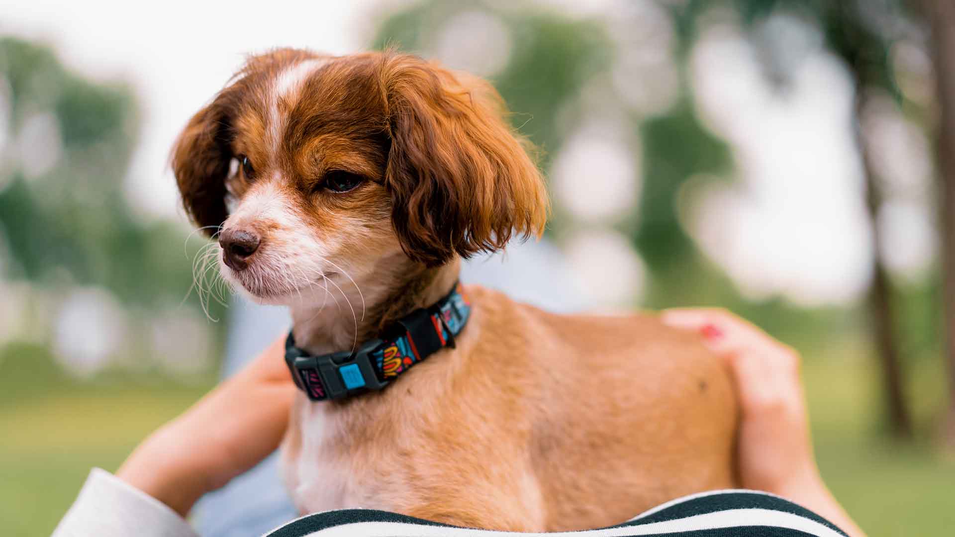 Yavru Köpekler İçin Uygun Ekipman Seti Hazırlama Rehberi