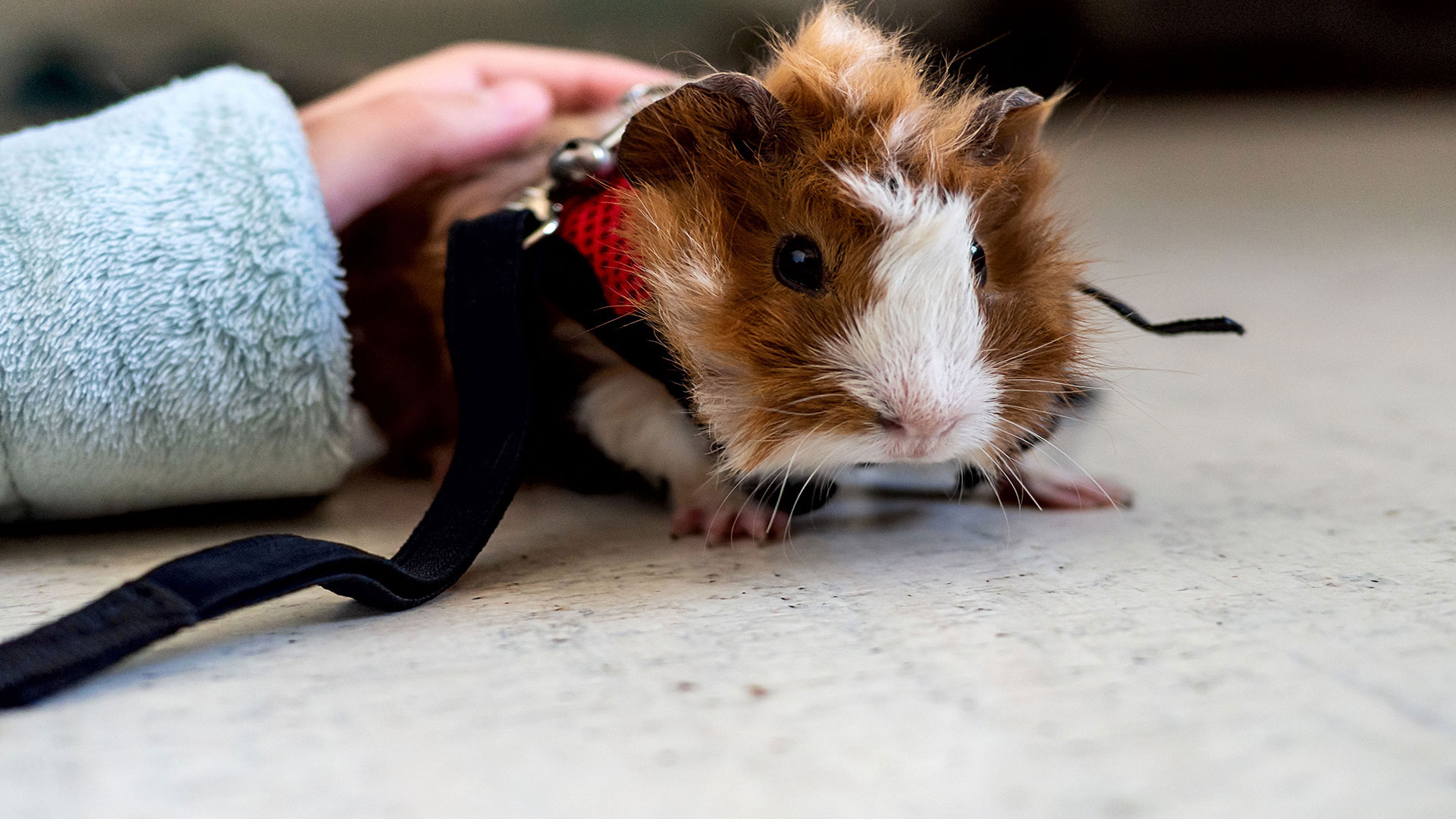 Guinea Pig Sahiplenmeden Önce Mutlaka Okumanız Gereken 7 Şey