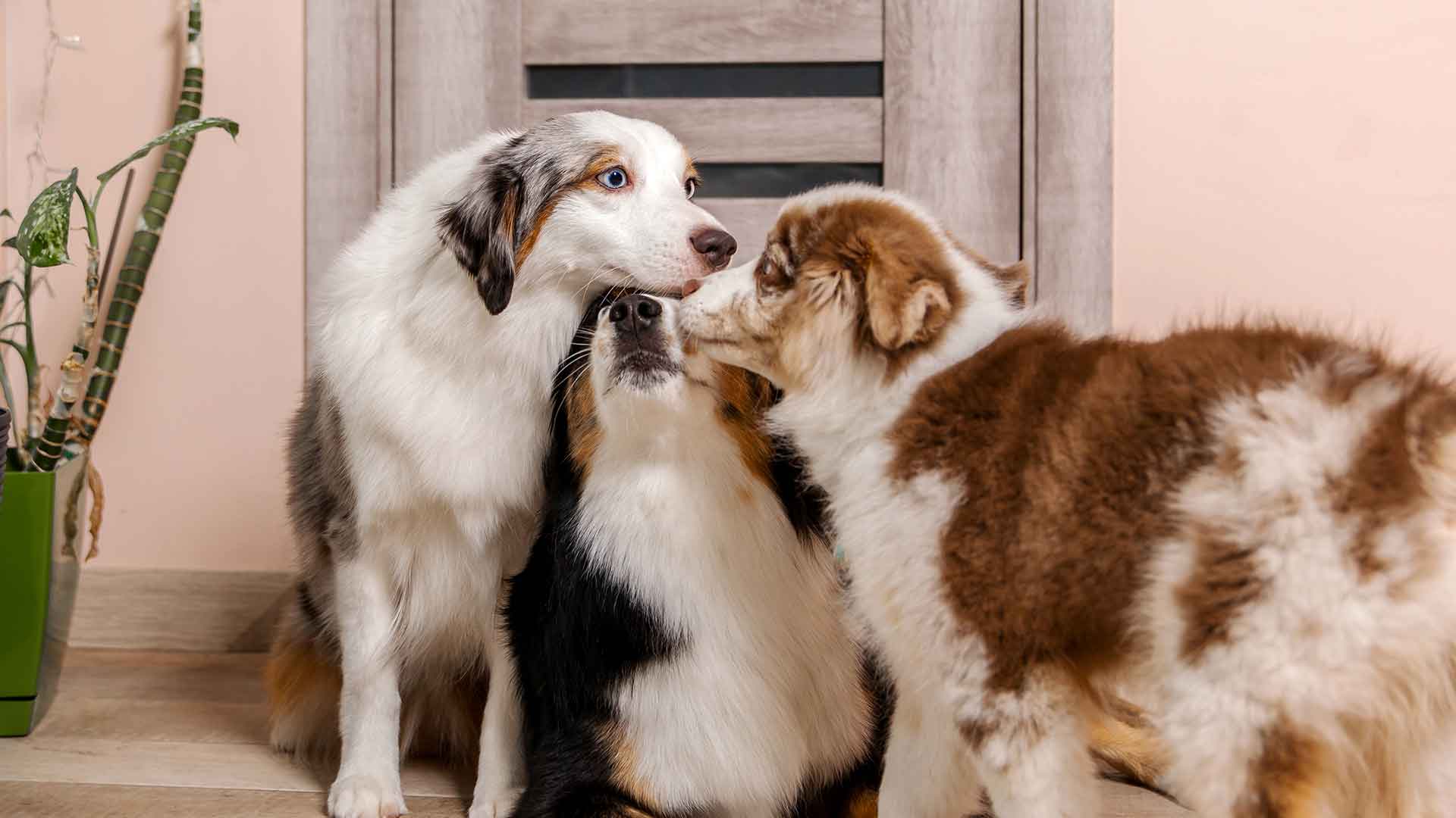 Köpeklerde Kıskançlık Davranışları: Nedenleri ve Yönetimi