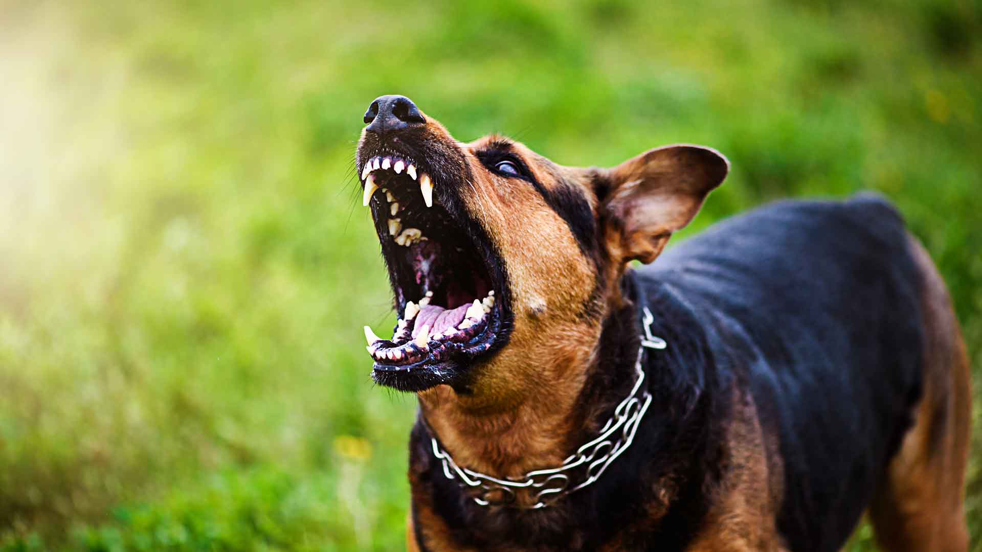 Köpeklerde Agresif Davranışlar ve Eğitimle Önleme Yöntemleri