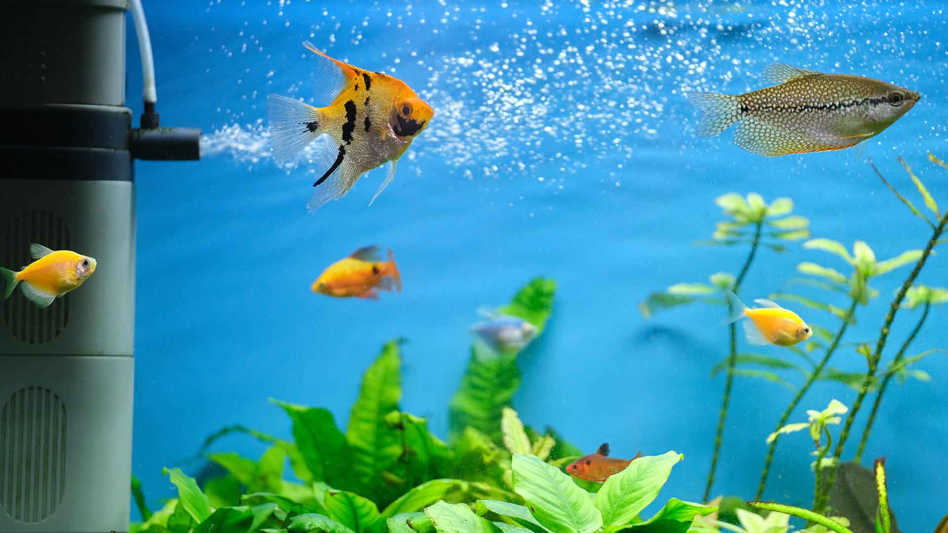 Akvaryum Balıkları İçin Vitamin Takviyesi Gerekli mi?