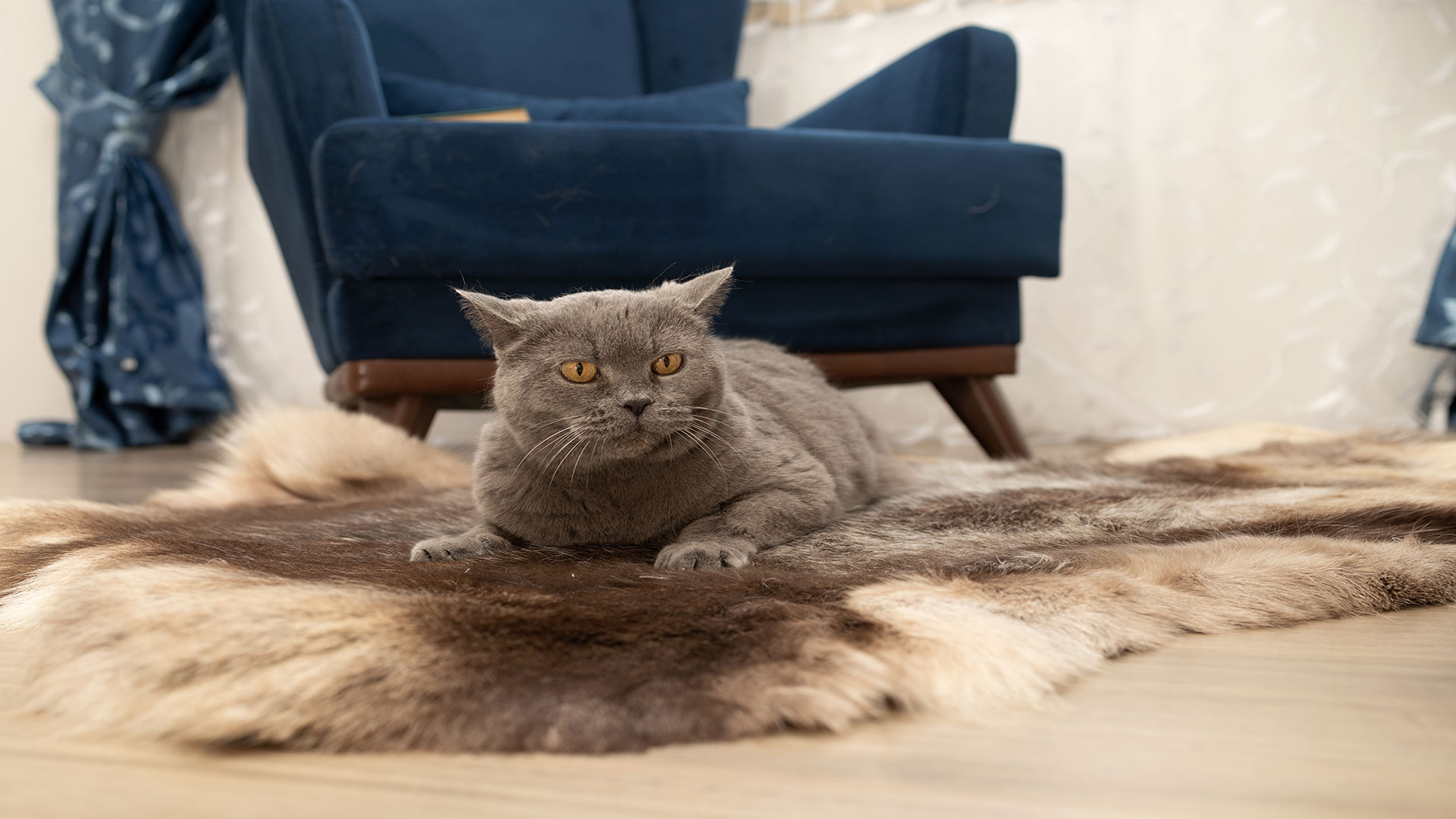 Yaz Aylarında Kedi Tüy Dökülmesi Artar mı? Nedenleri ve Bakım İpuçları