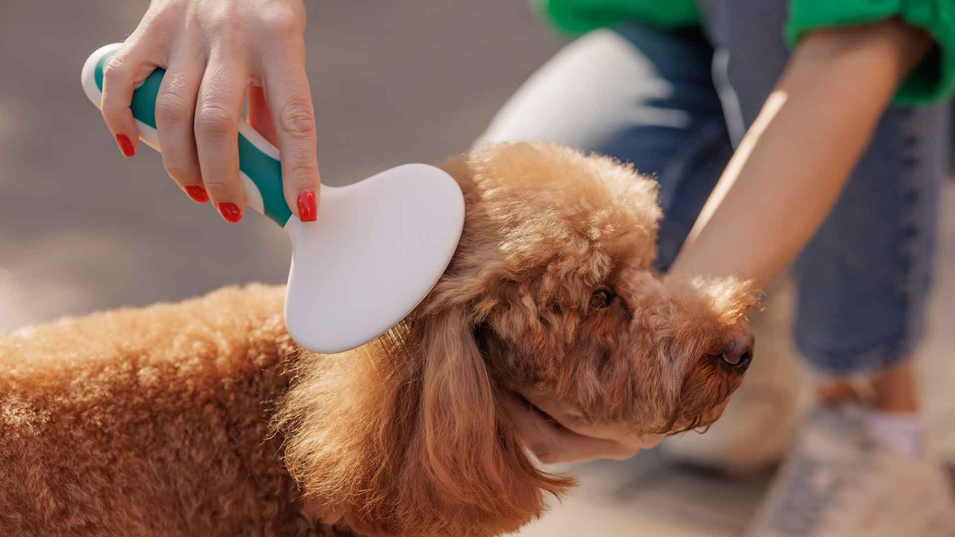 Köpeklerde Tüy Bakımı: Tarama, Dökülme ve Banyo Rehberi
