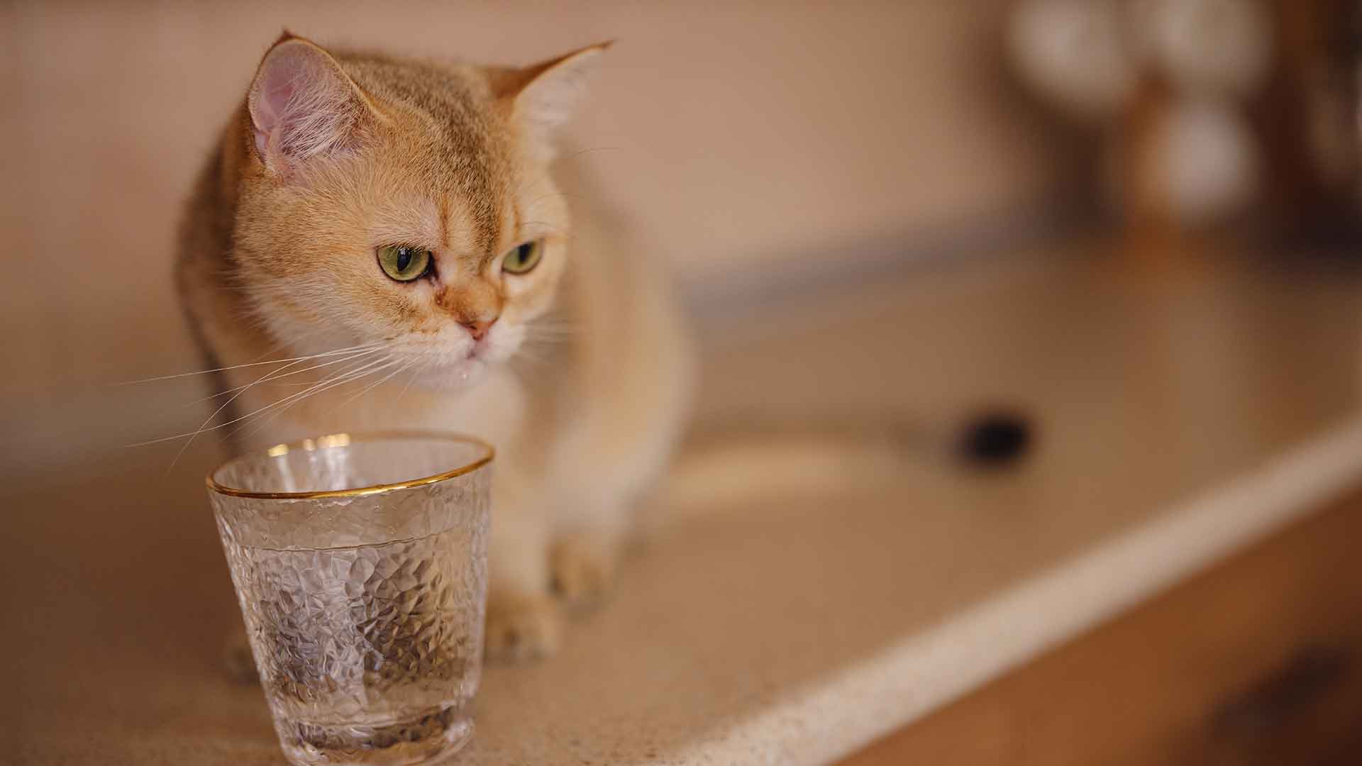 Kedinizin Olumsuz Davranışlarını Düzeltmenin Etkili Yolları