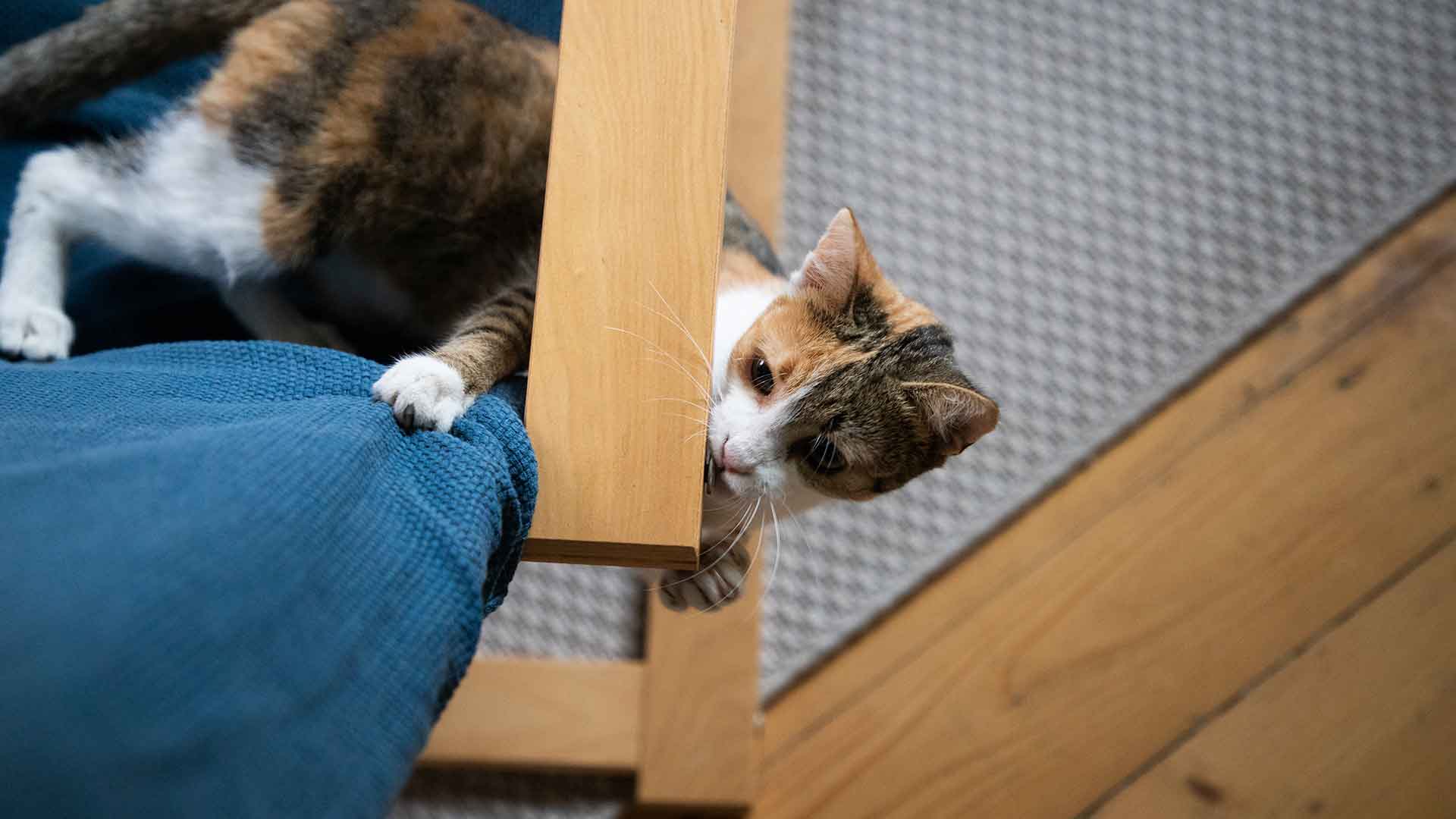 Evde Kedi İçin Tehlikeli Eşyalar ve Koruma Önlemleri