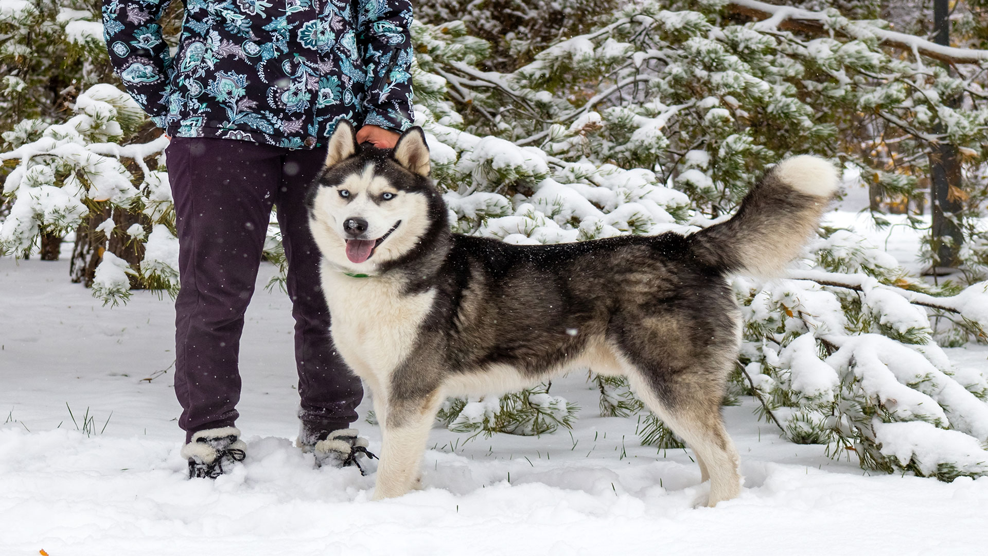 Husky Cinsi Köpekler Evde Beslenir mi? Soğuk İklim Köpeğine Uygun Yaşam Koşulları
