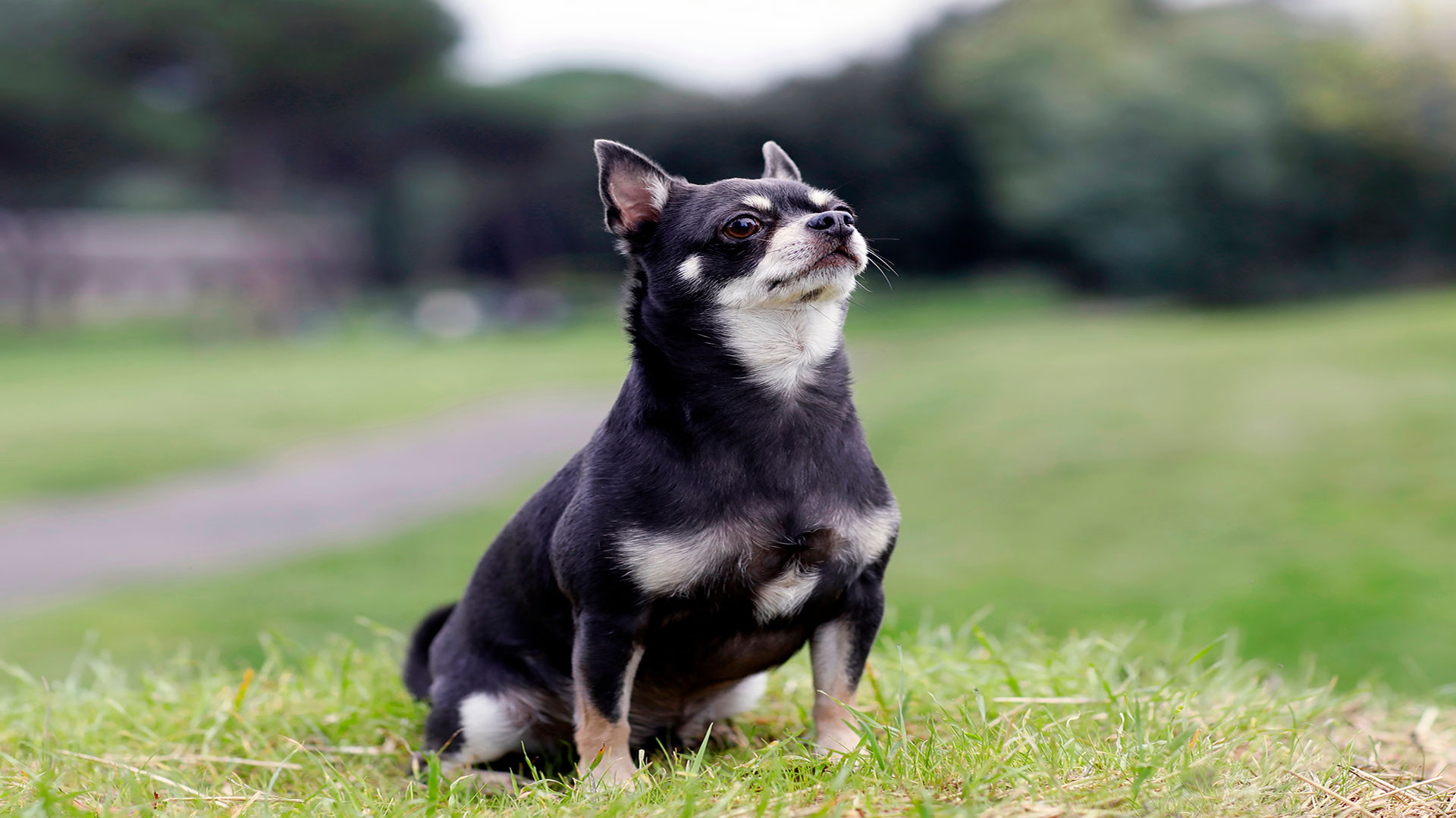 Chihuahua Cinsi Köpeklerde Davranış Sorunları ve Hassas Bakım Rutinleri