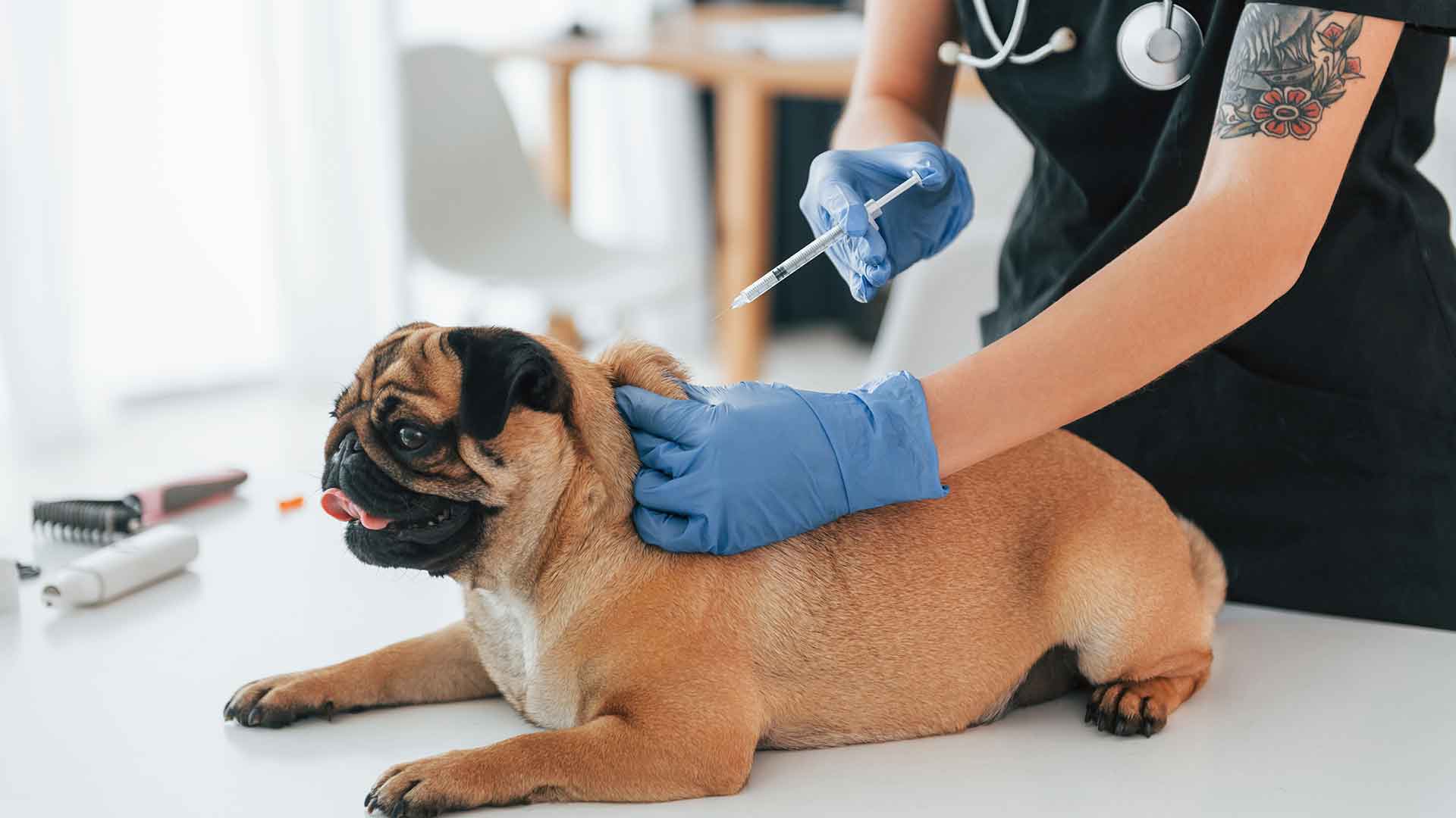 Köpeklerde Aşı Takvimi: Hangi Aşı Ne Zaman Yapılmalı?