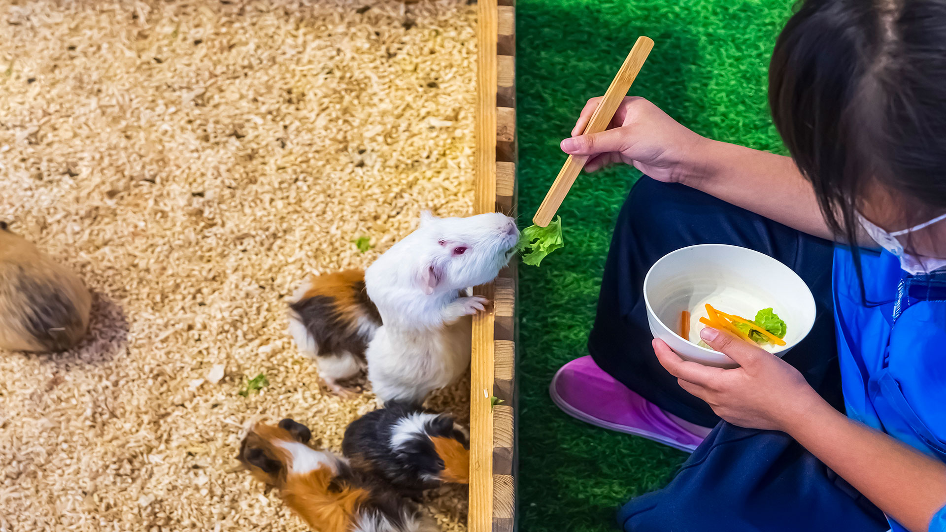 Minik Patiler Büyük Sorumluluk: Evcil Hamster Bakımının Püf Noktaları